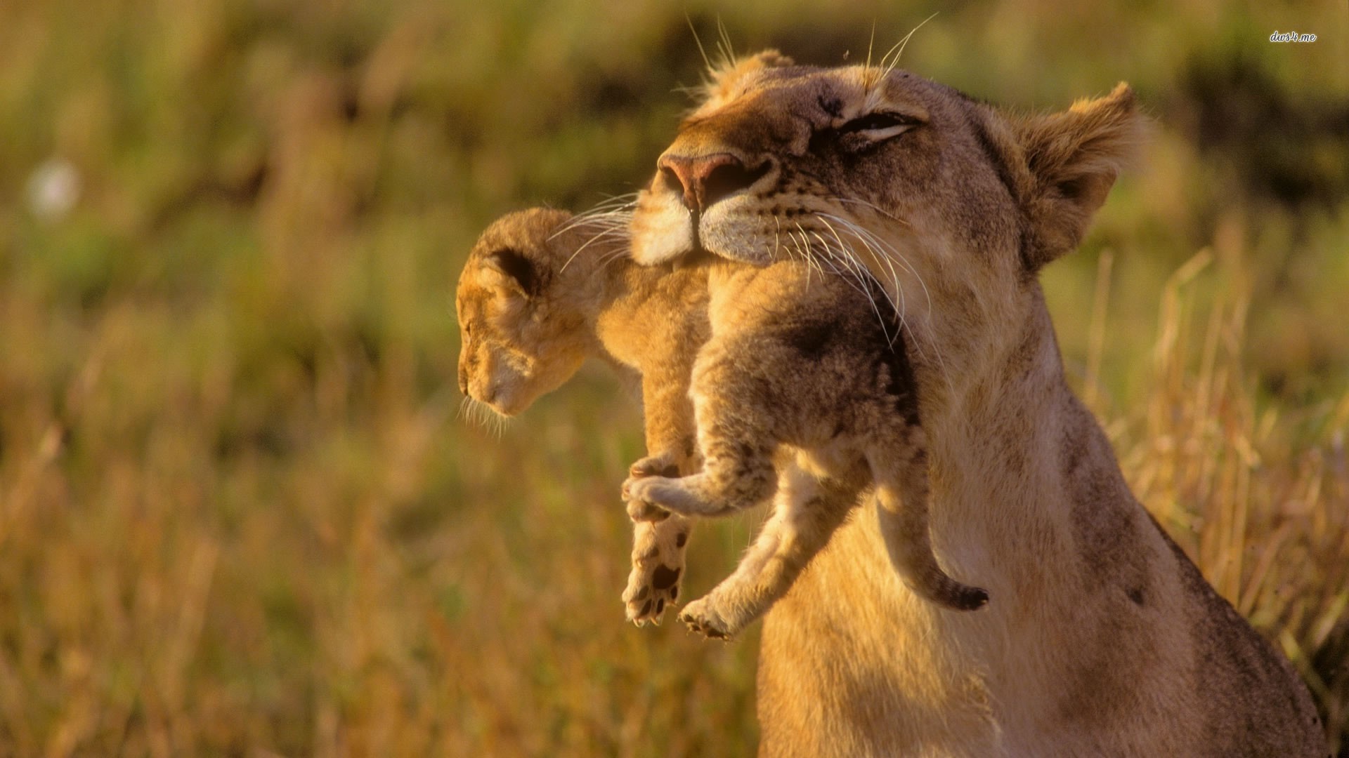 Descarga gratuita de fondo de pantalla para móvil de Animales, Gatos, León.