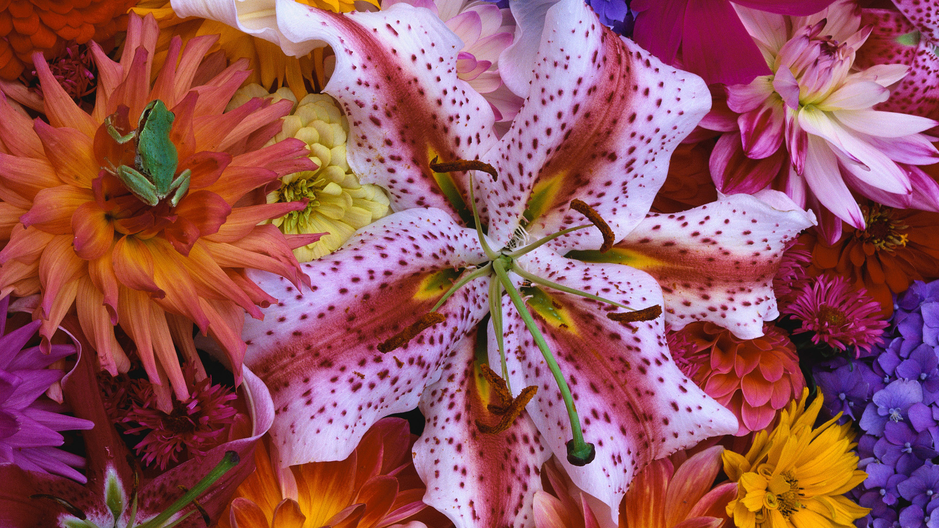 Free download wallpaper Flowers, Flower, Earth, Lily, Frog on your PC desktop