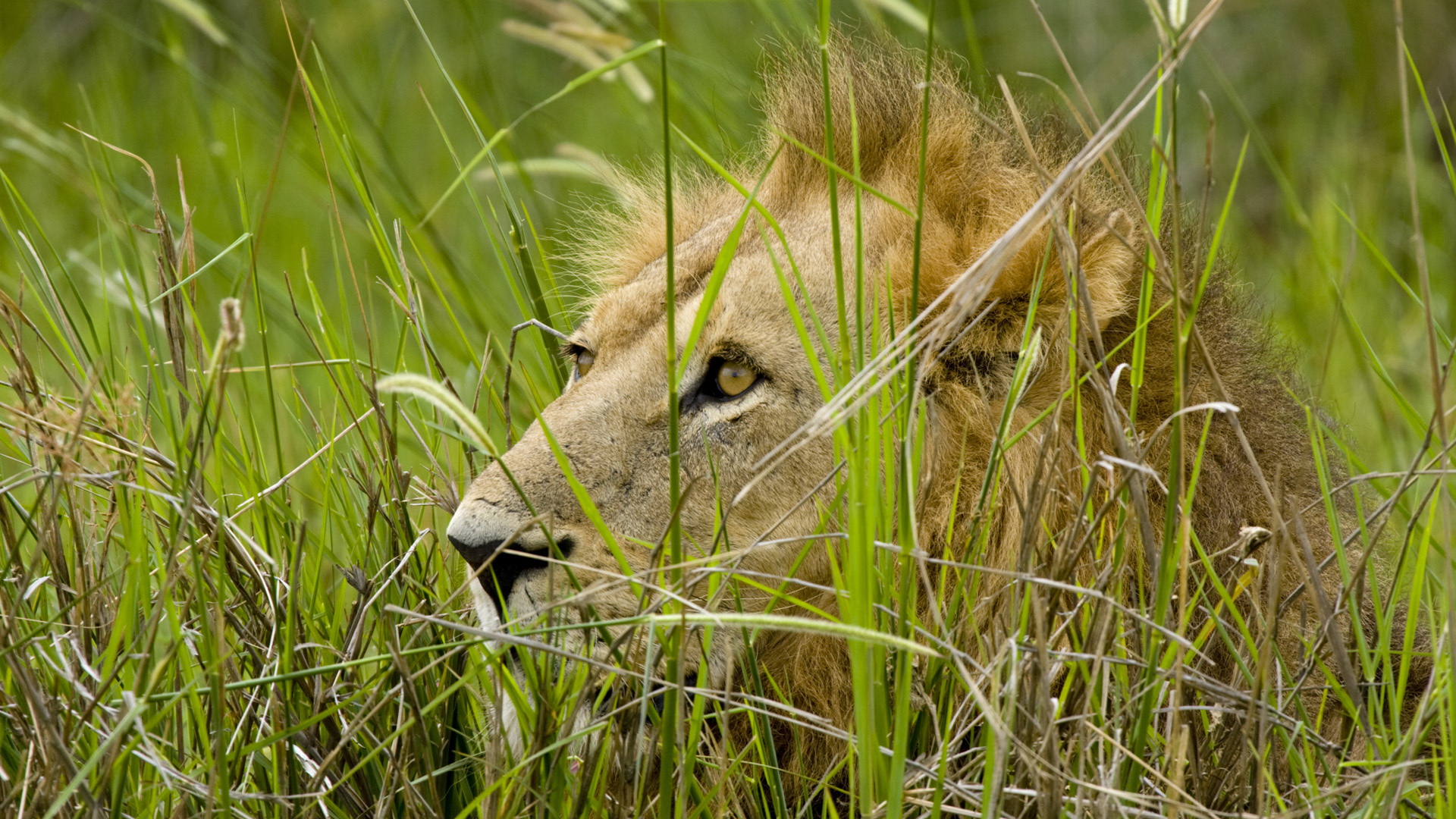 Téléchargez des papiers peints mobile Animaux, Chats, Lion gratuitement.