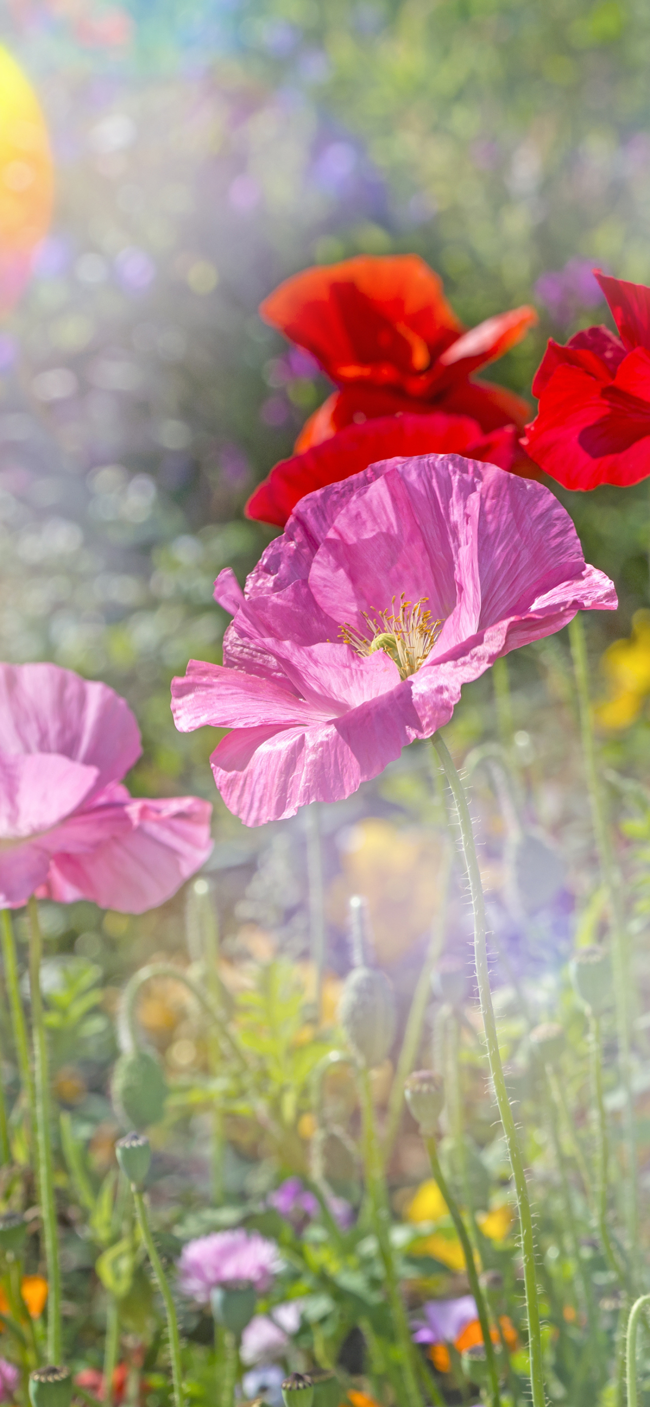 Download mobile wallpaper Flowers, Earth, Poppy, Red Flower, Pink Flower for free.