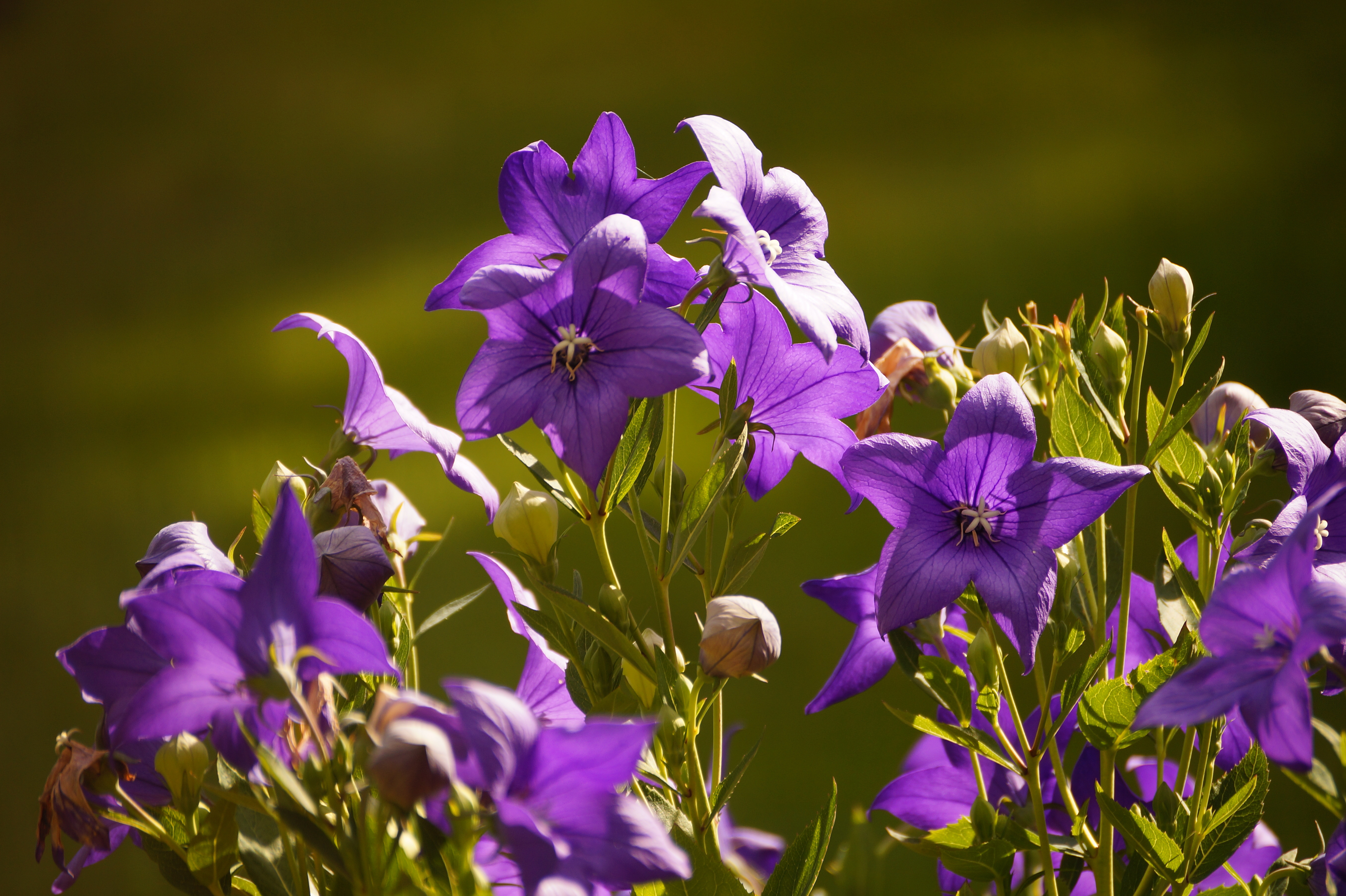 Descarga gratuita de fondo de pantalla para móvil de Naturaleza, Flores, Flor, Flor Purpura, Tierra/naturaleza.