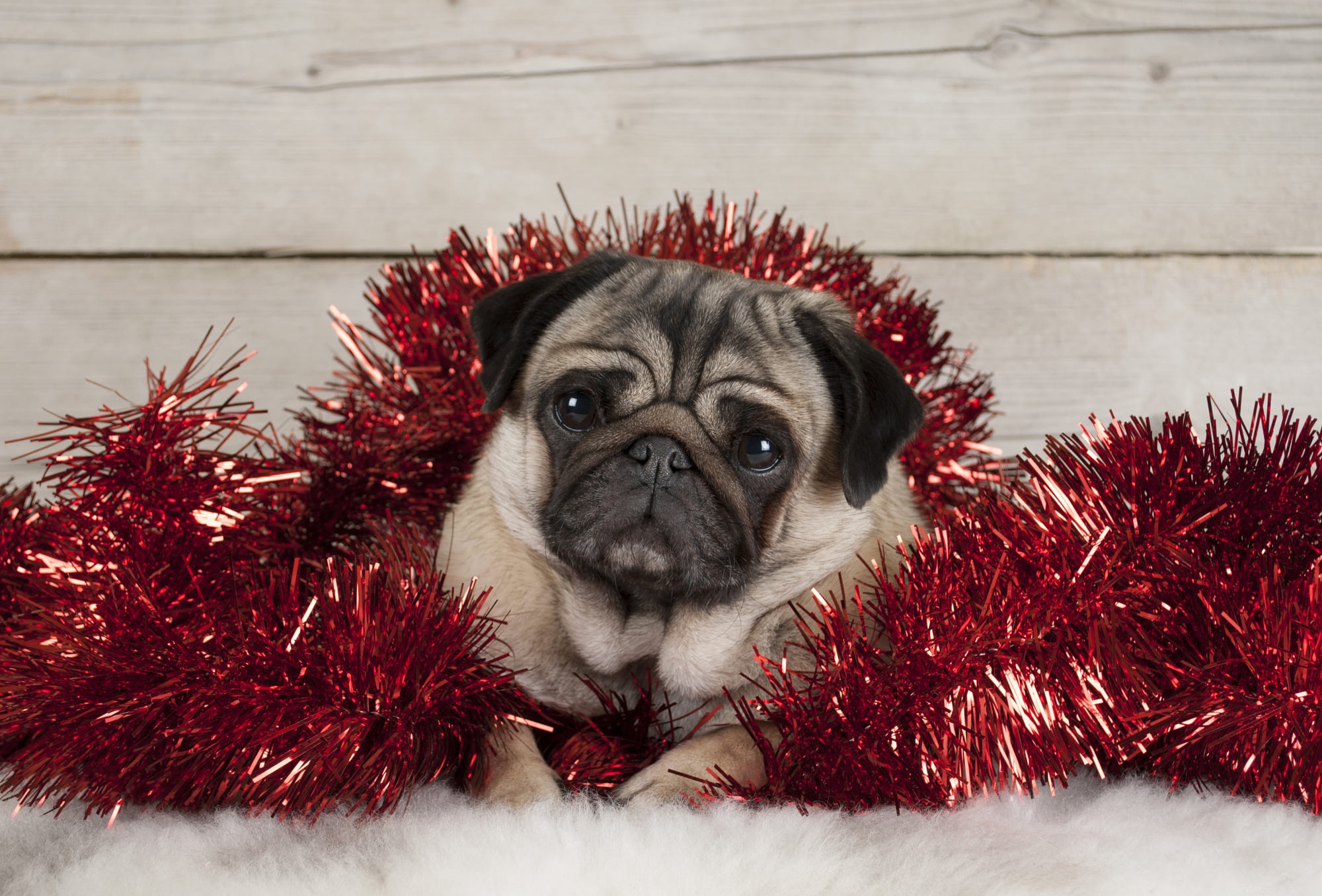 Free download wallpaper Dogs, Dog, Christmas, Animal, Puppy, Pug, Baby Animal on your PC desktop