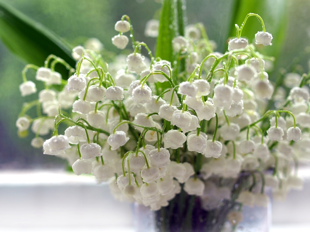 drops, plants, flowers, lily of the valley