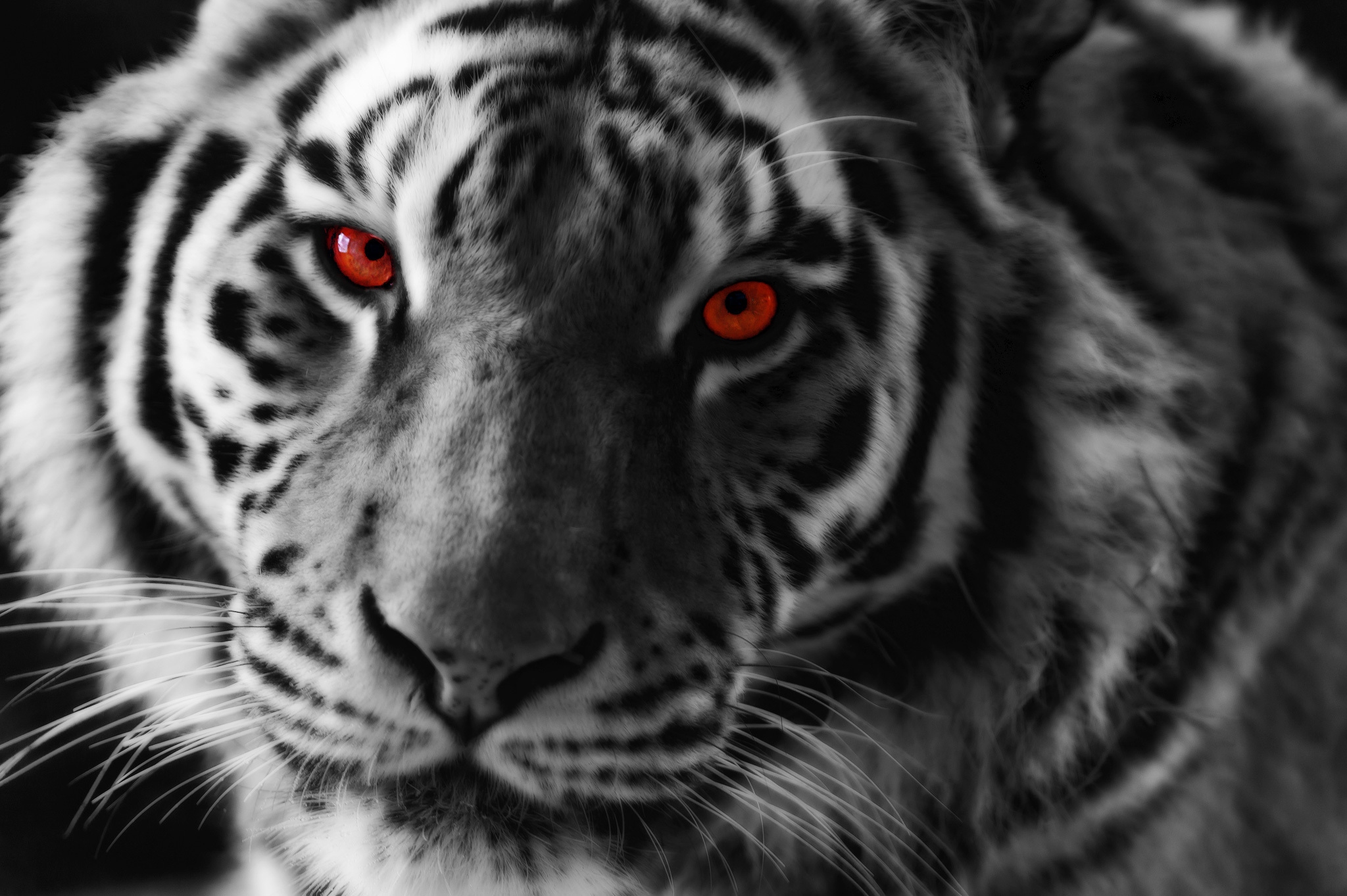 Free download wallpaper Cats, Close Up, Tiger, Animal, Red Eyes on your PC desktop