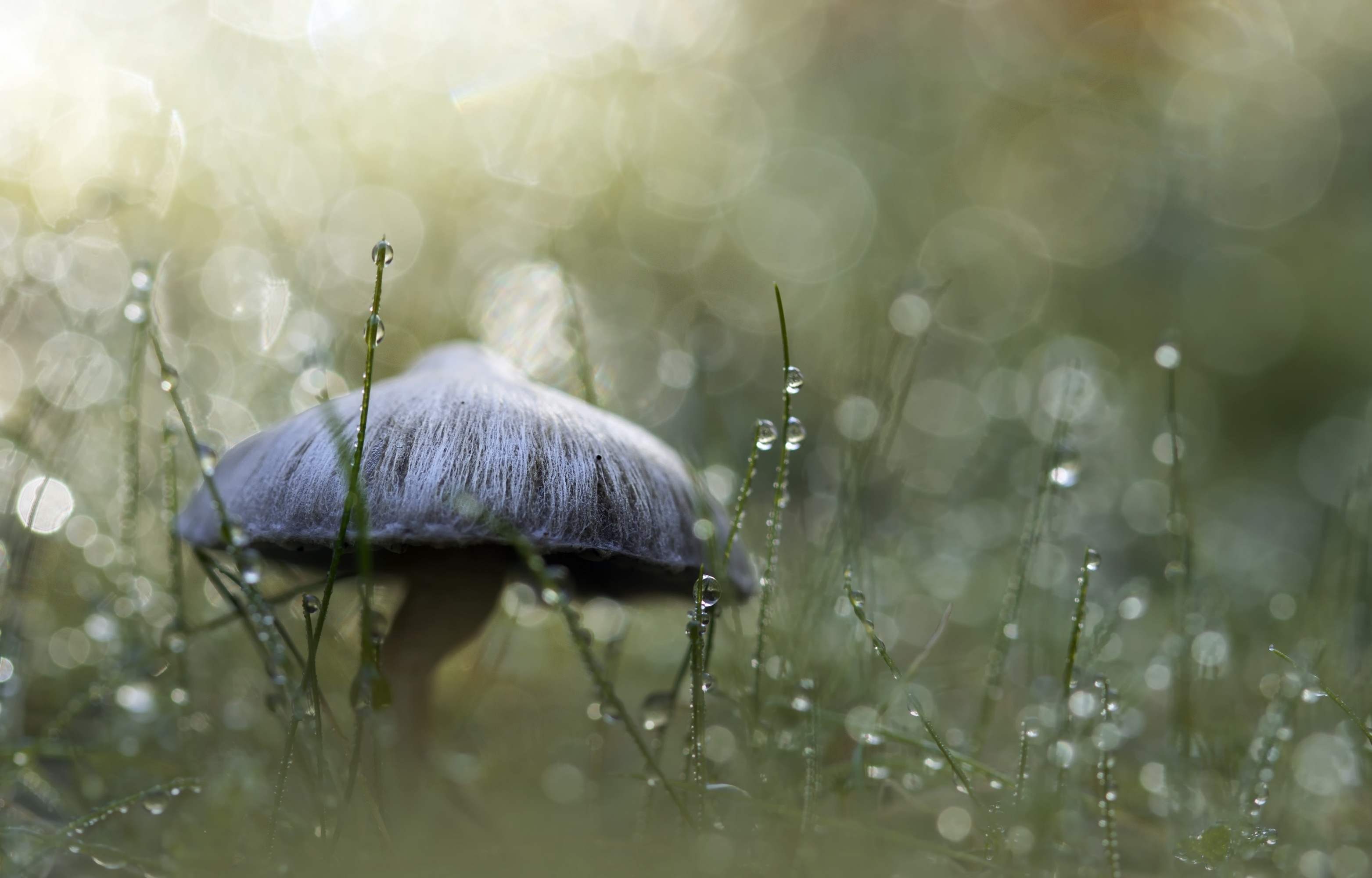Free download wallpaper Nature, Grass, Close Up, Earth, Mushroom, Bokeh, Water Drop on your PC desktop