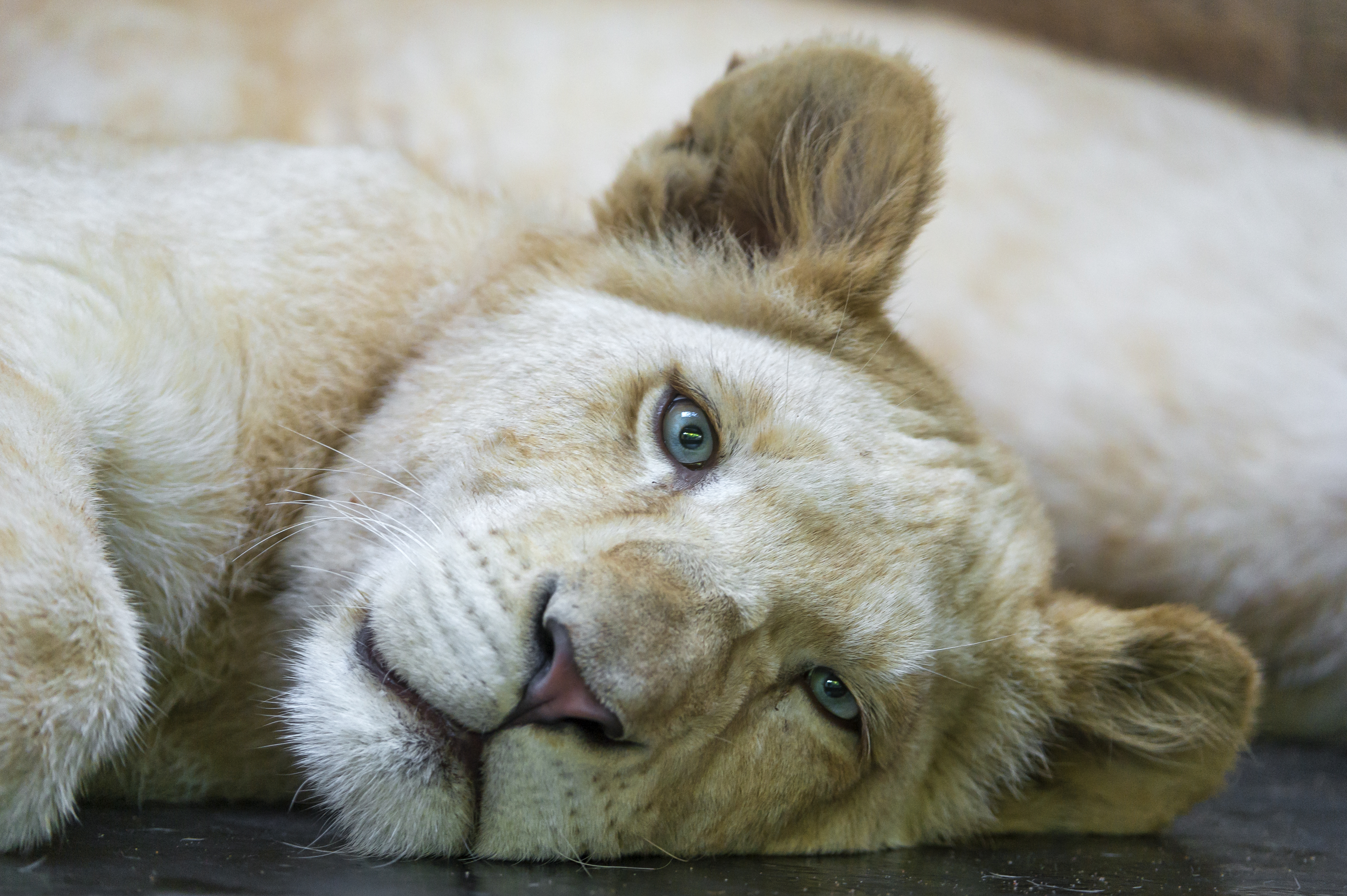 796534 descargar fondo de pantalla animales, león blanco, bebe animal, lindo: protectores de pantalla e imágenes gratis