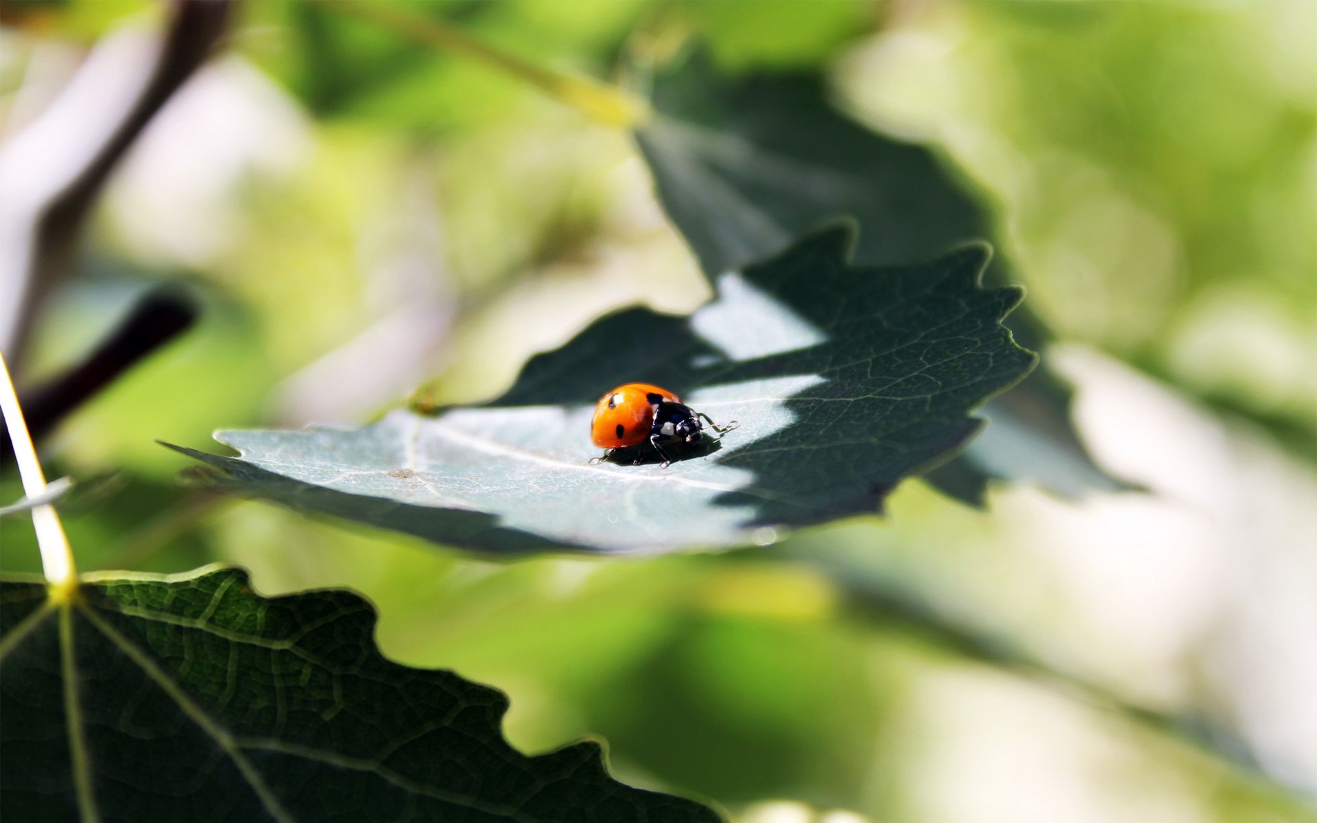 Free download wallpaper Animal, Ladybug on your PC desktop