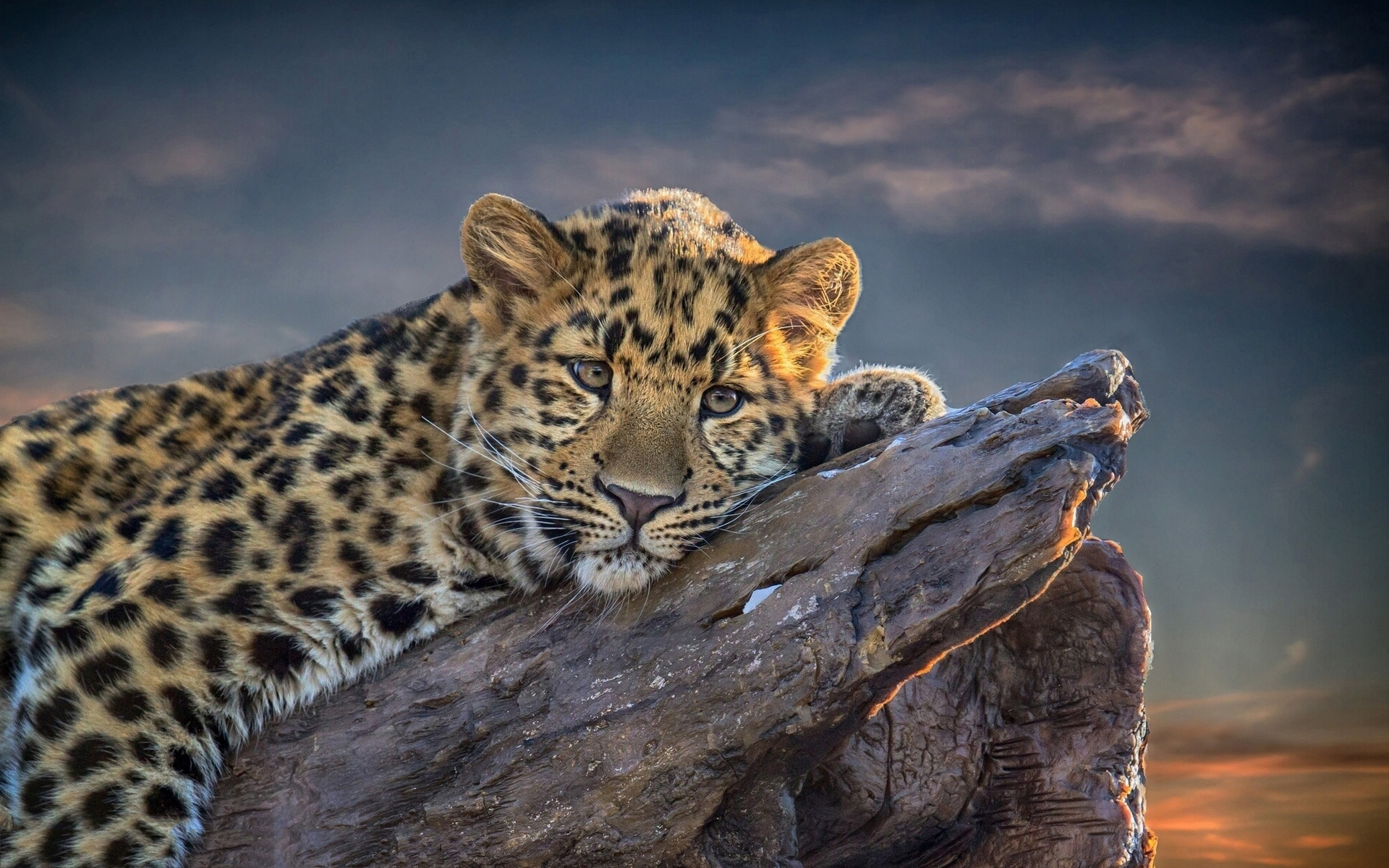 Laden Sie das Tiere, Katzen, Leopard, Nahansicht-Bild kostenlos auf Ihren PC-Desktop herunter