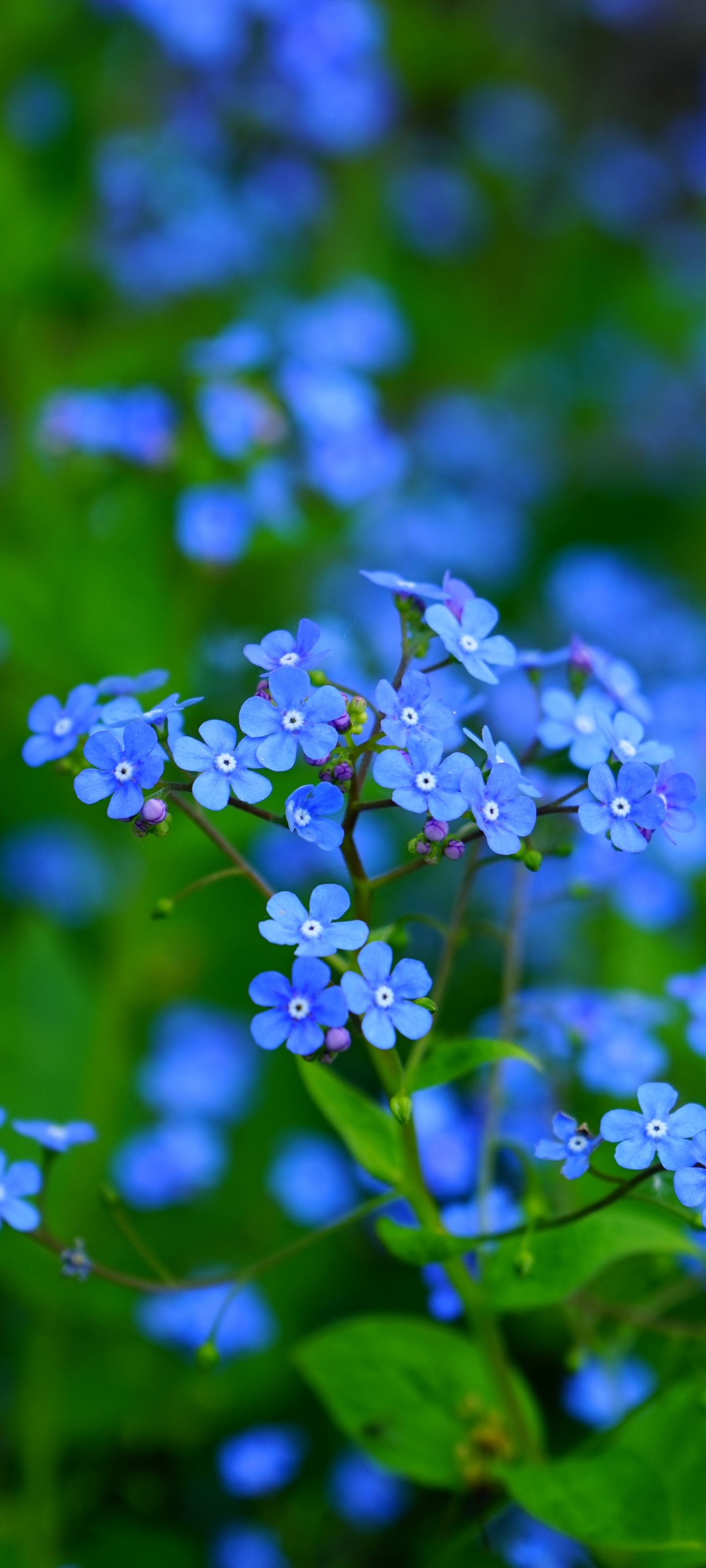 無料モバイル壁紙フラワーズ, 地球, 青い花, わすれな草をダウンロードします。