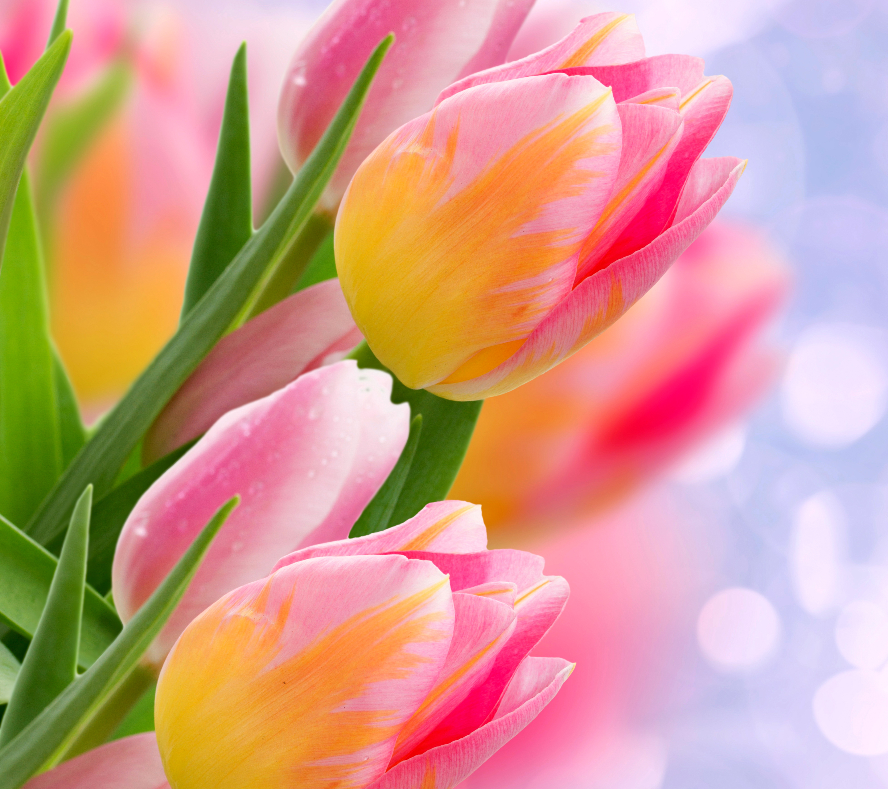 Download mobile wallpaper Nature, Flowers, Close Up, Artistic, Tulip, Pink Flower for free.