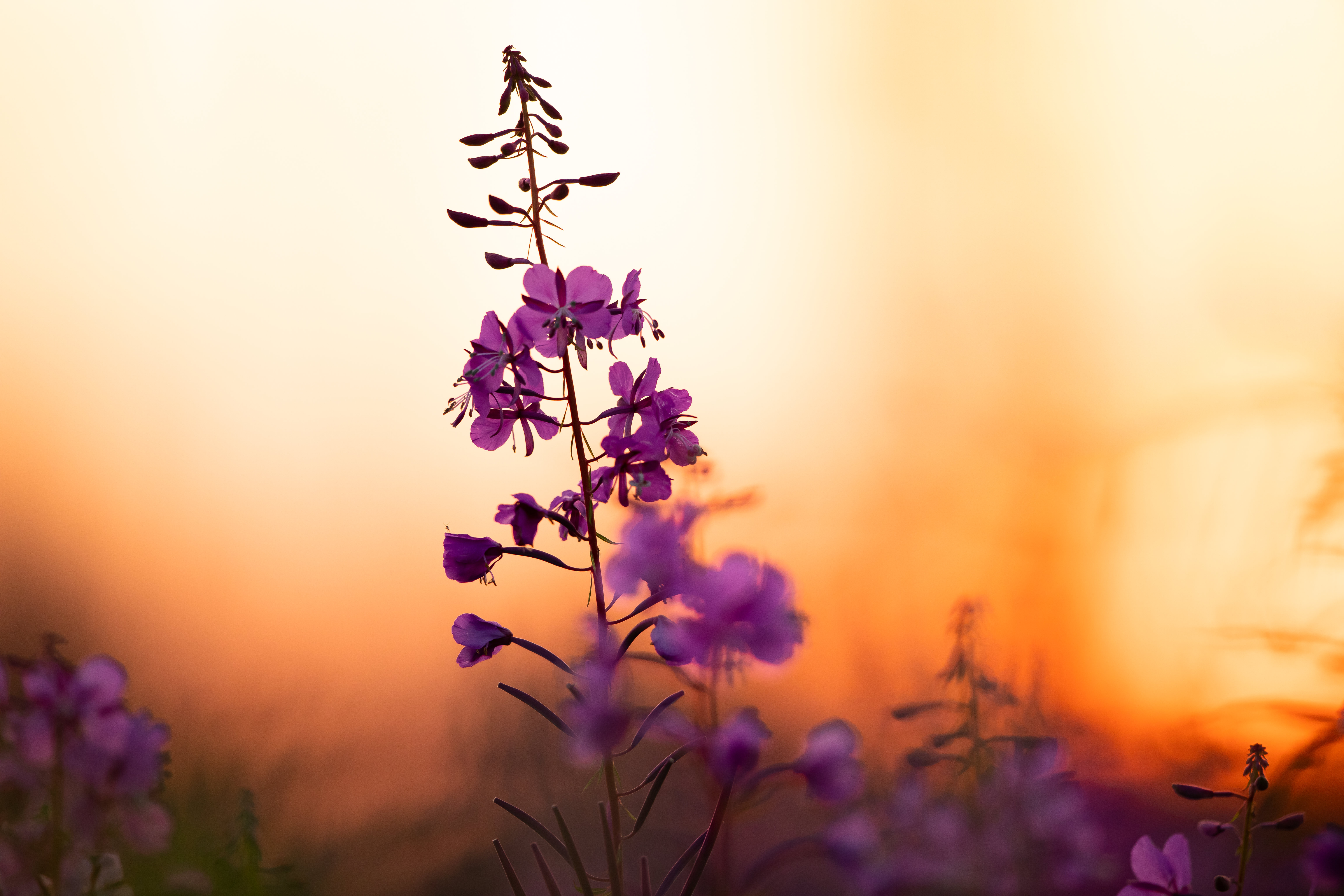 smooth, focus, blur, sunset, flowers, purple, violet, flower, petals Smartphone Background