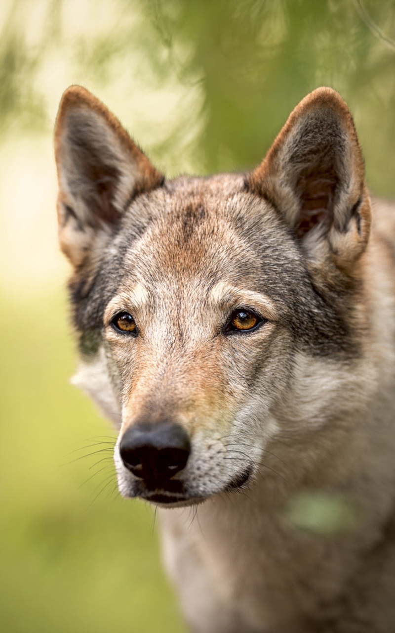 Baixar papel de parede para celular de Animais, Cães, Lobo, Cão Lobo, Cão Lobo Da Checoslováquia gratuito.