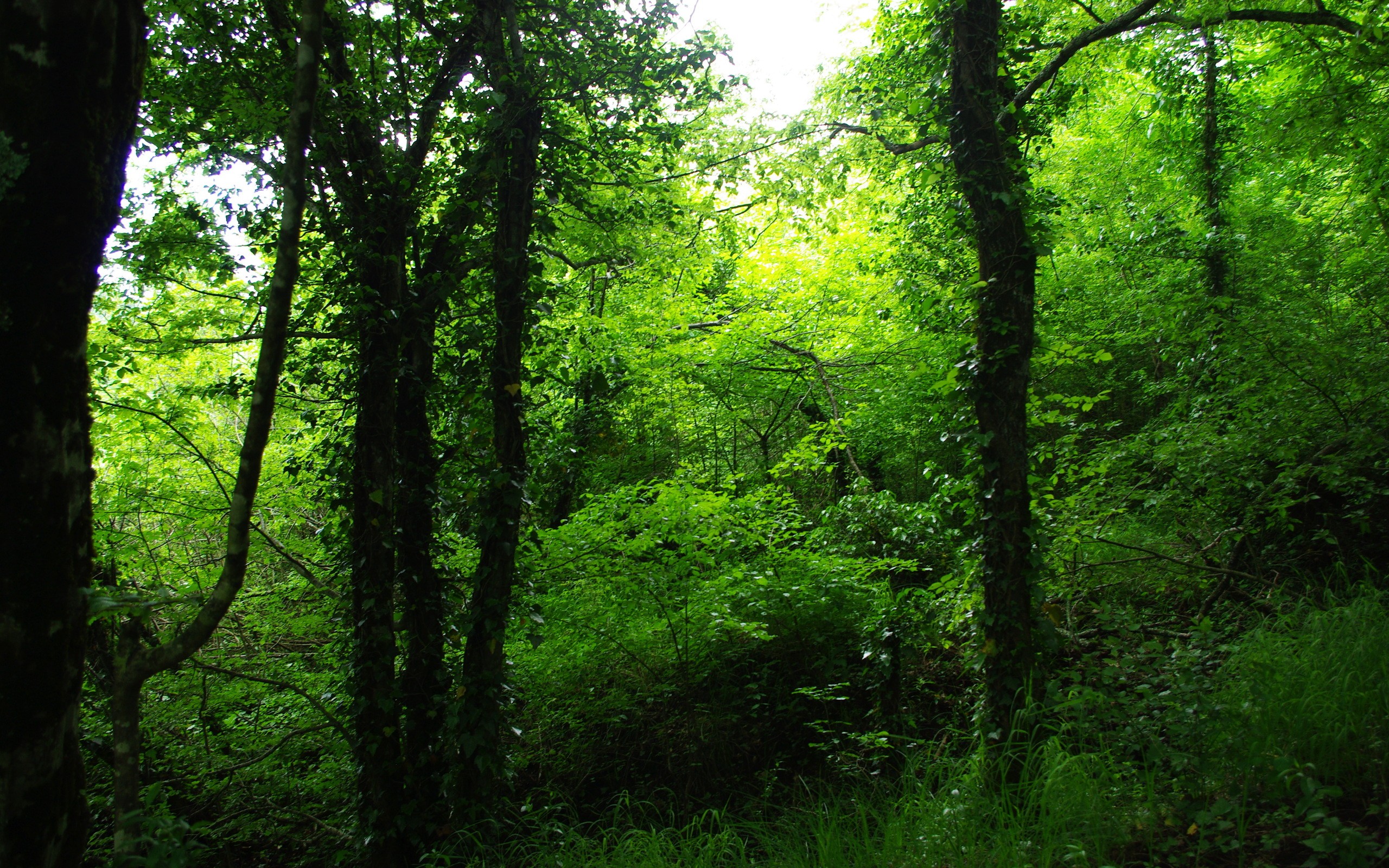 Скачать картинку Природа, Лес, Дерево, Зеленый, Земля/природа в телефон бесплатно.
