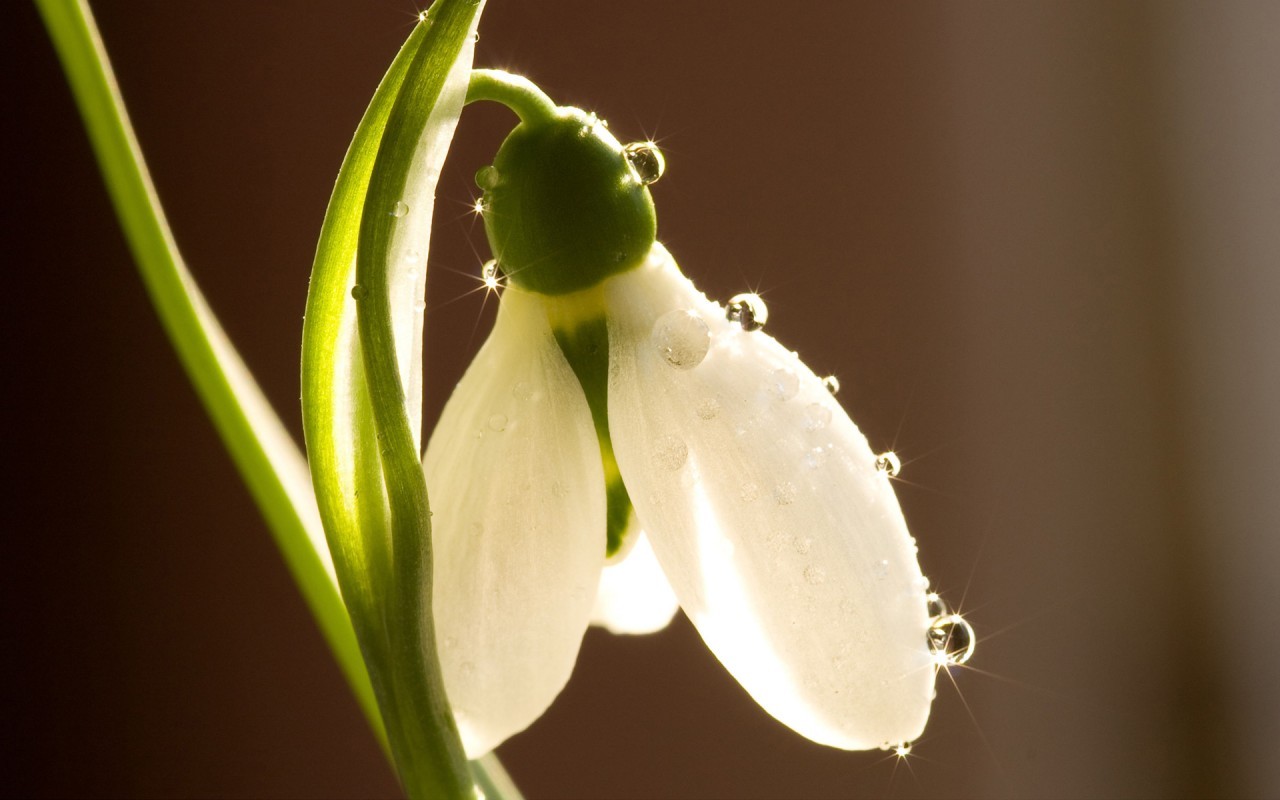 plants, flowers, snowdrops, yellow High Definition image