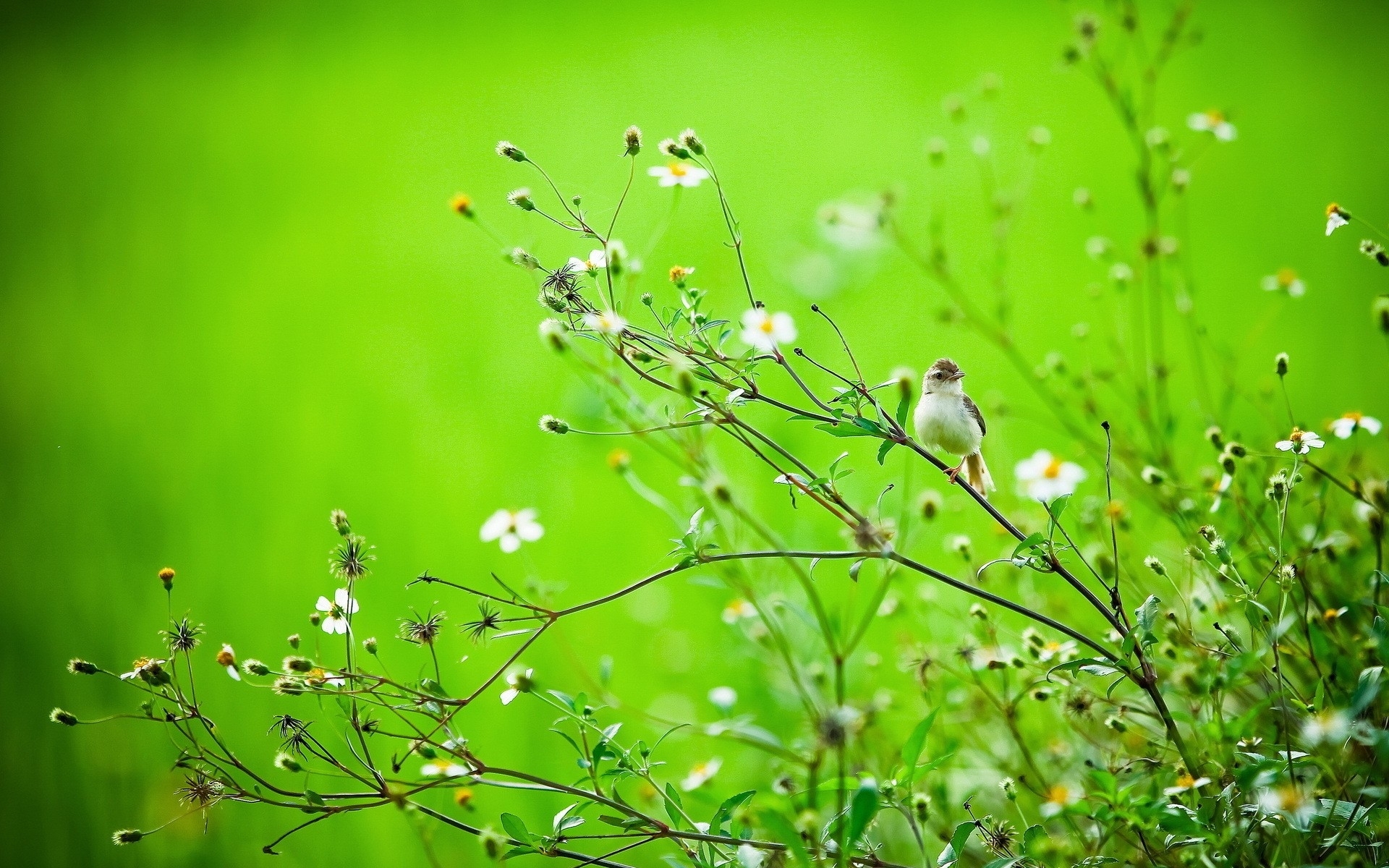 Baixar papel de parede para celular de Animais, Aves, Pássaro gratuito.