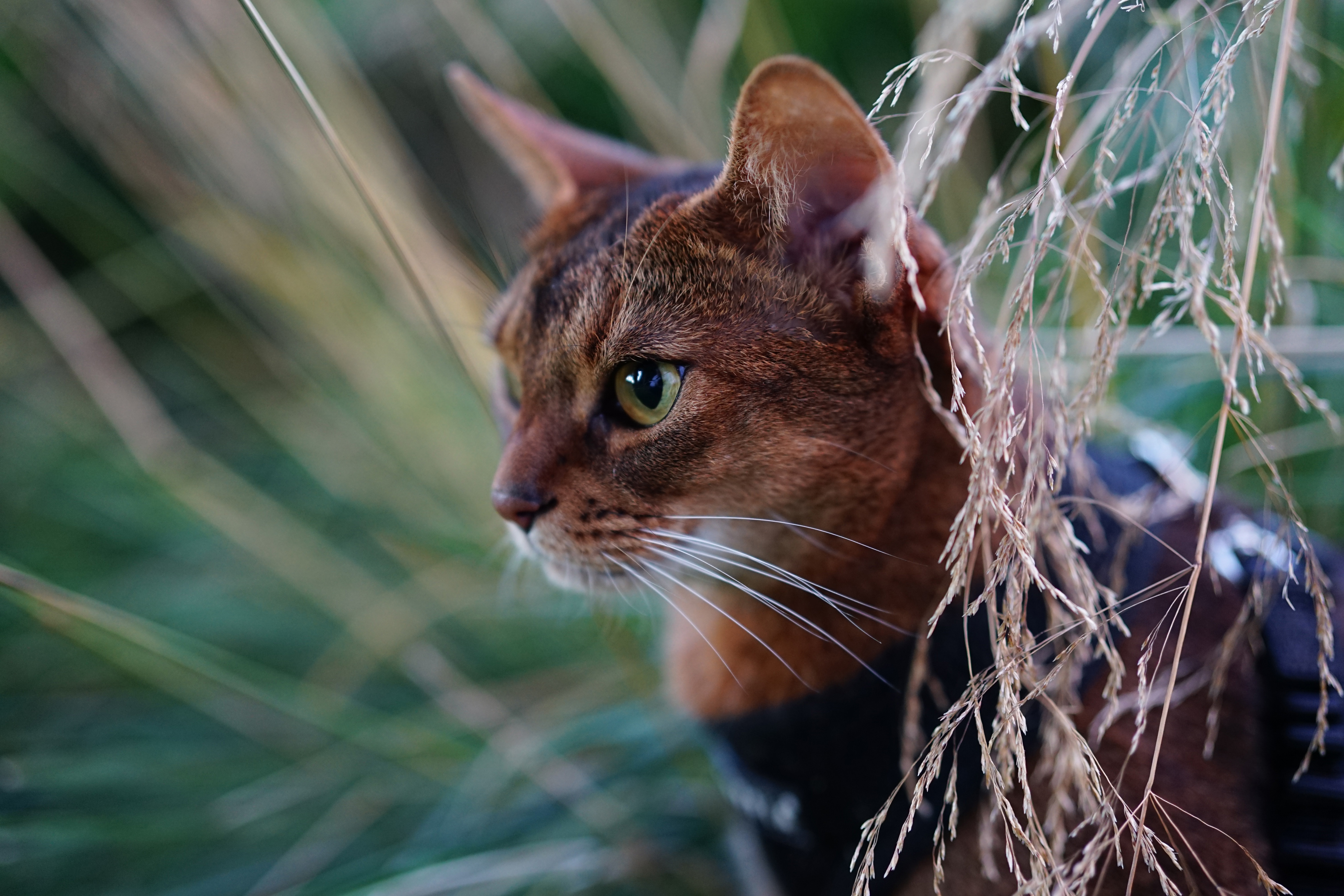 Baixe gratuitamente a imagem Animais, Gatos, Gato, Fechar Se na área de trabalho do seu PC