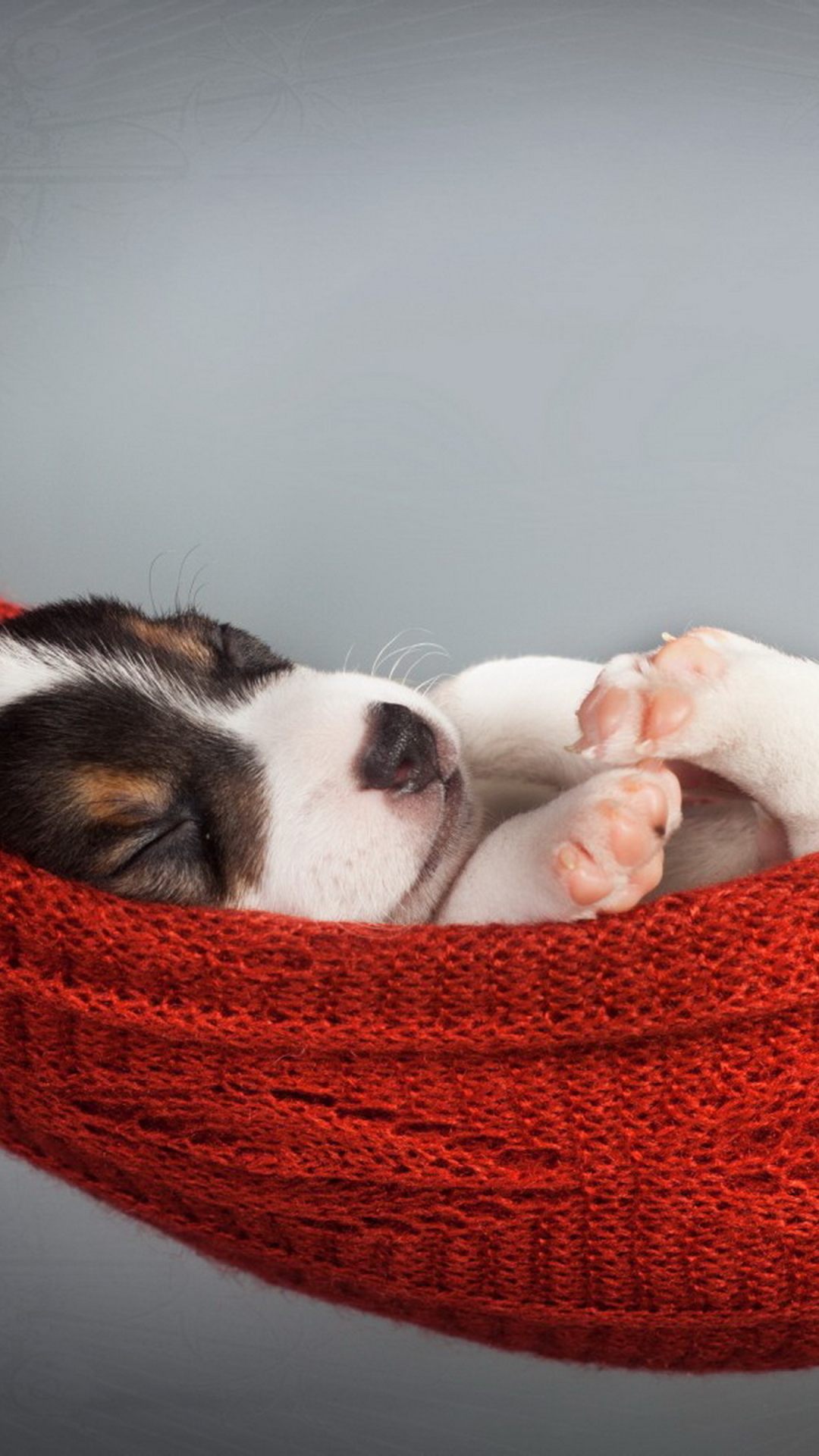 Téléchargez des papiers peints mobile Animaux, Chiens, Chien, Chiot gratuitement.