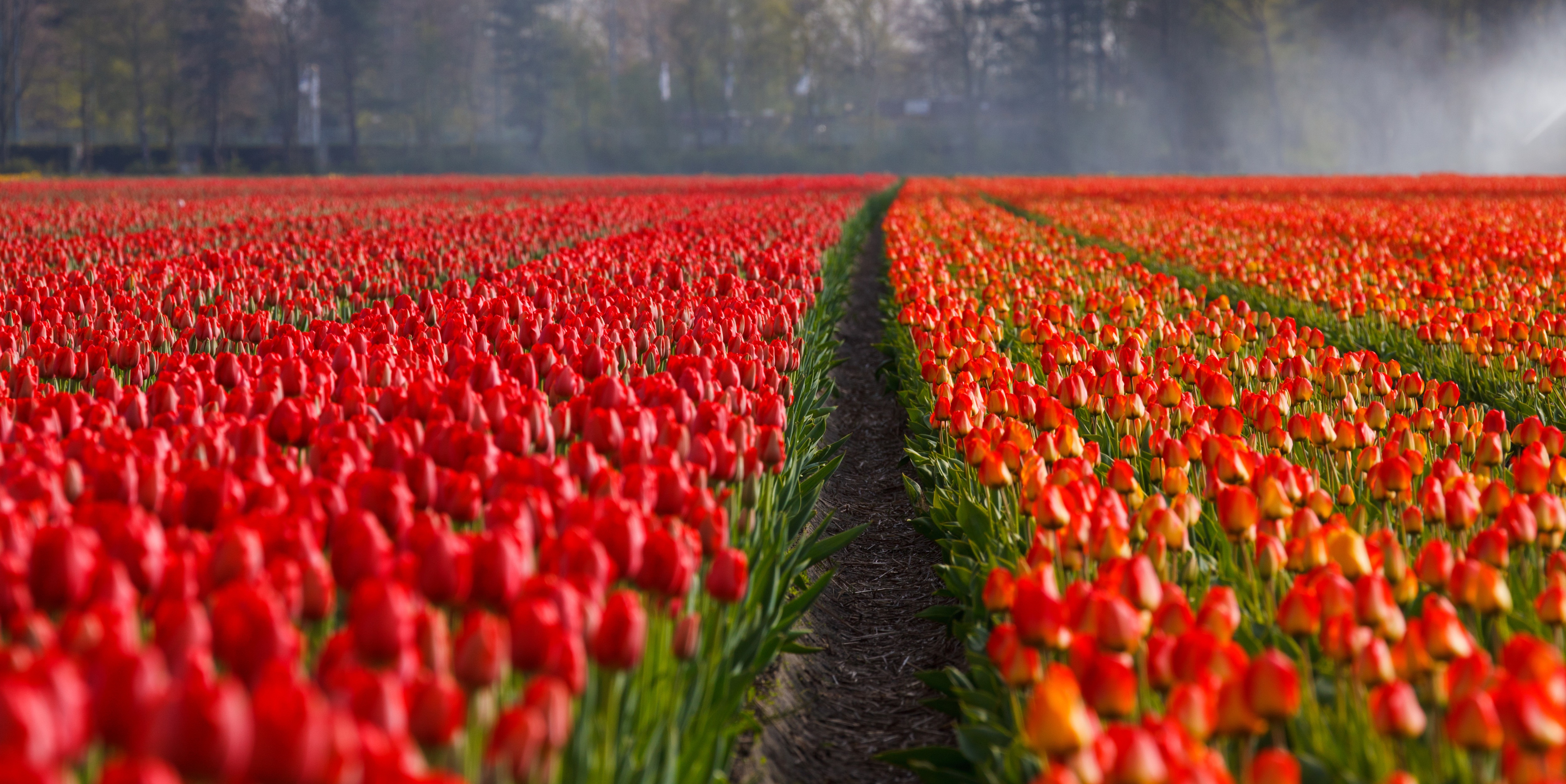 Download mobile wallpaper Nature, Flowers, Flower, Earth, Field, Tulip, Red Flower for free.