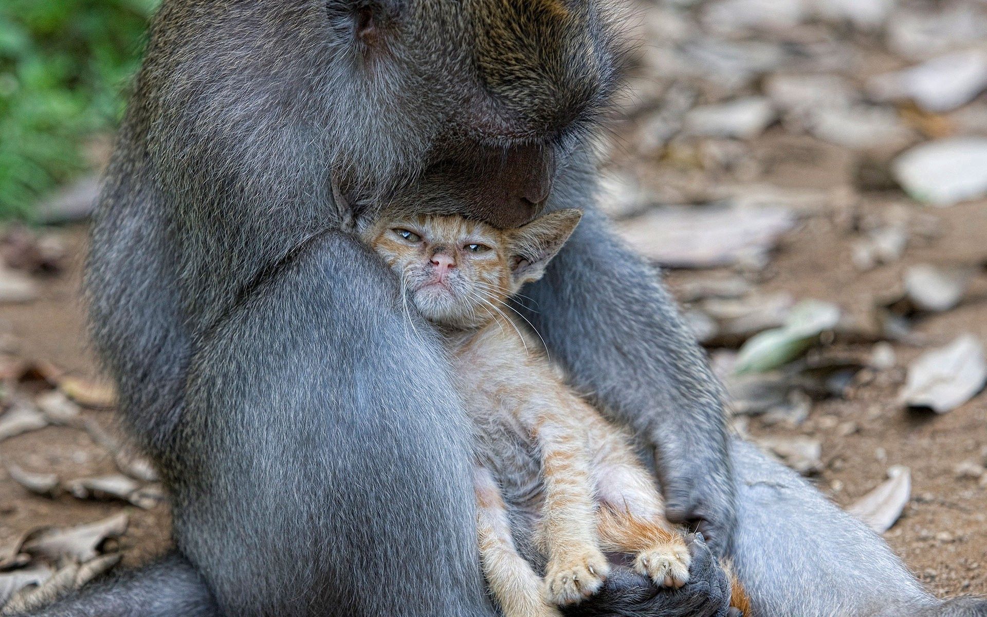 Download mobile wallpaper Animals, Monkey, Care, Cat, Embrace for free.