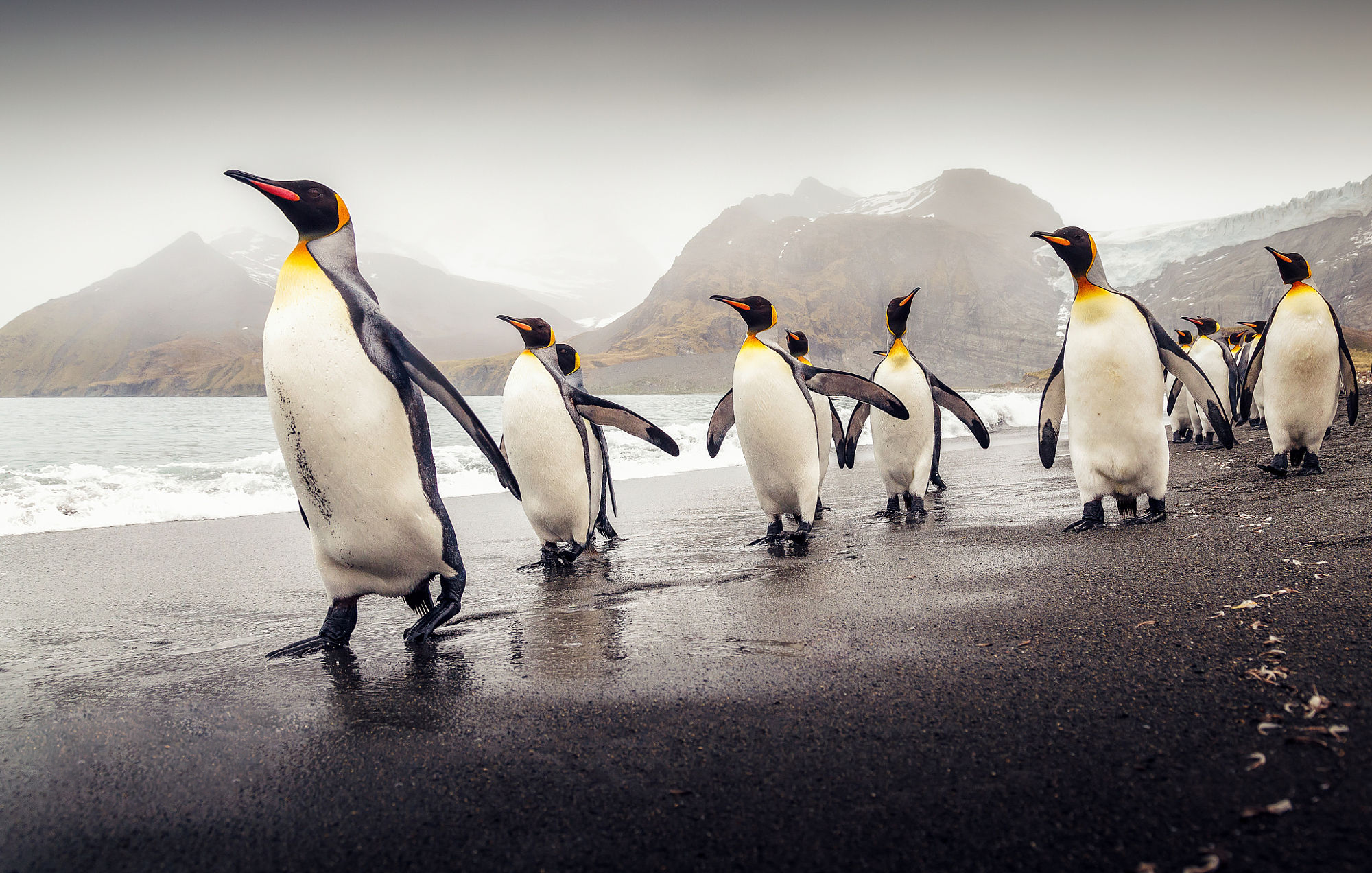 Популярные заставки и фоны Королевский Пингвин на компьютер
