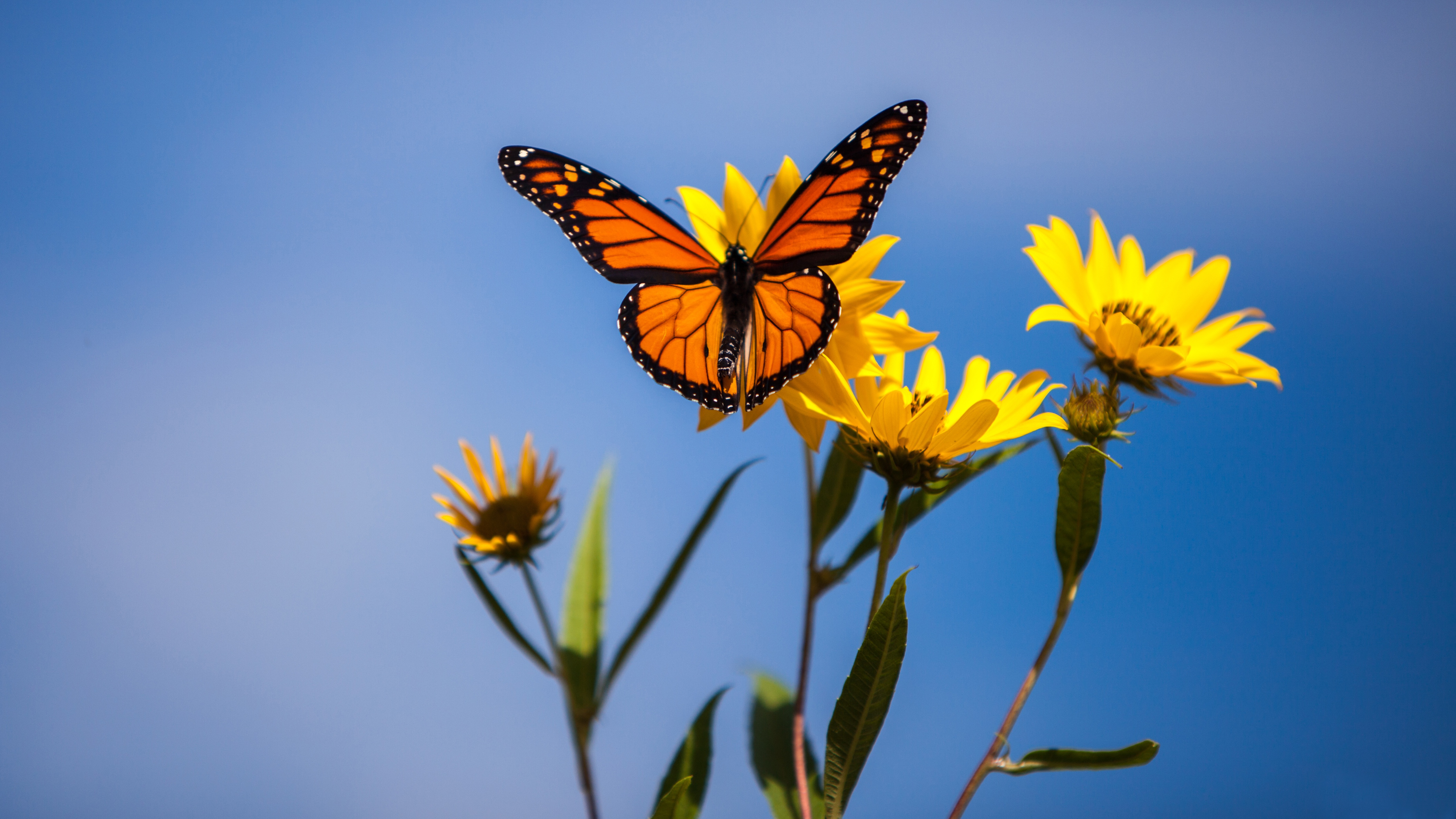 980826 скачать обои макро, бабочка монарх, бабочка, животные, цветок, насекомое - заставки и картинки бесплатно
