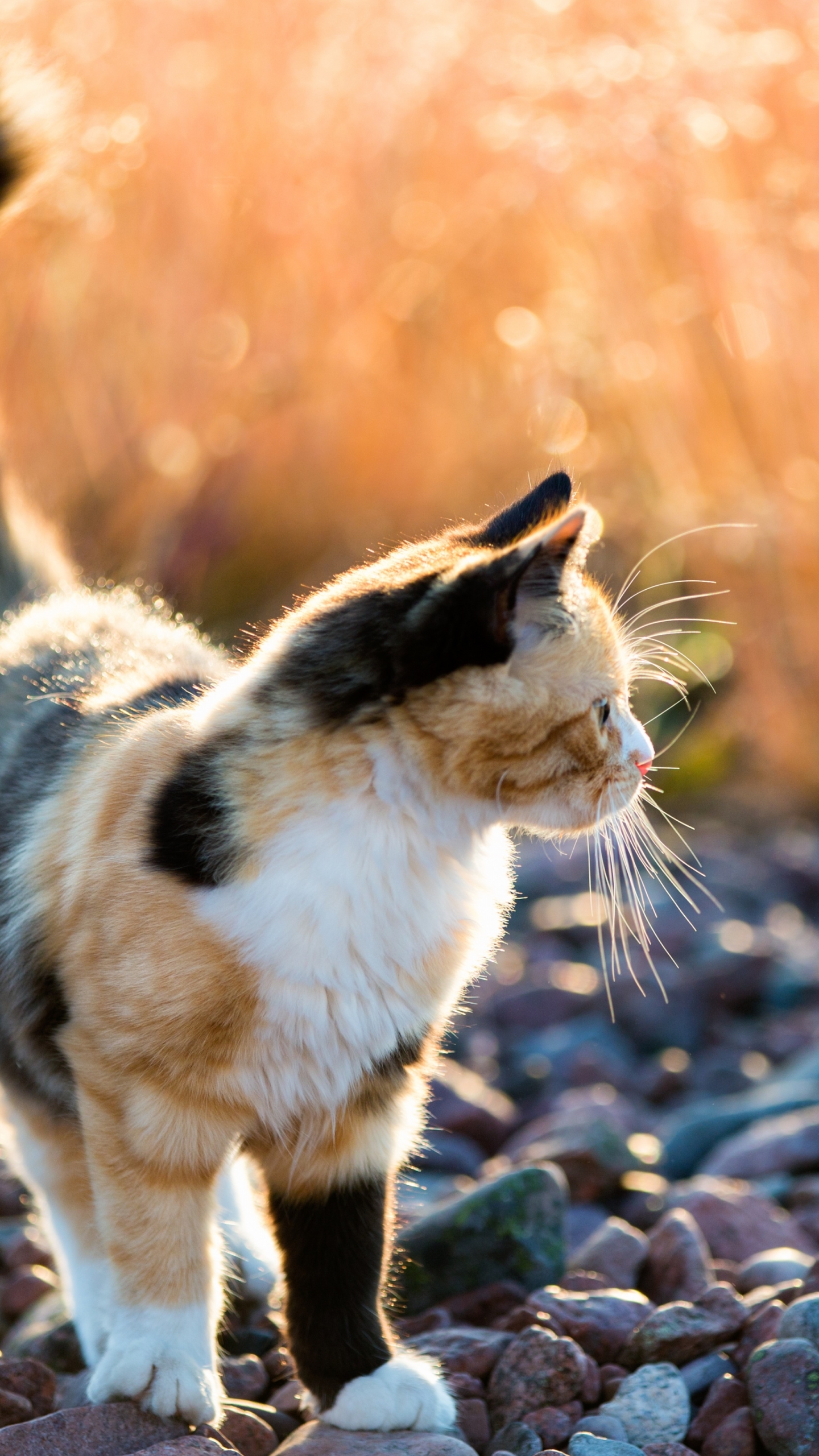 Laden Sie das Katze, Katzen, Tiere-Bild kostenlos auf Ihren PC-Desktop herunter