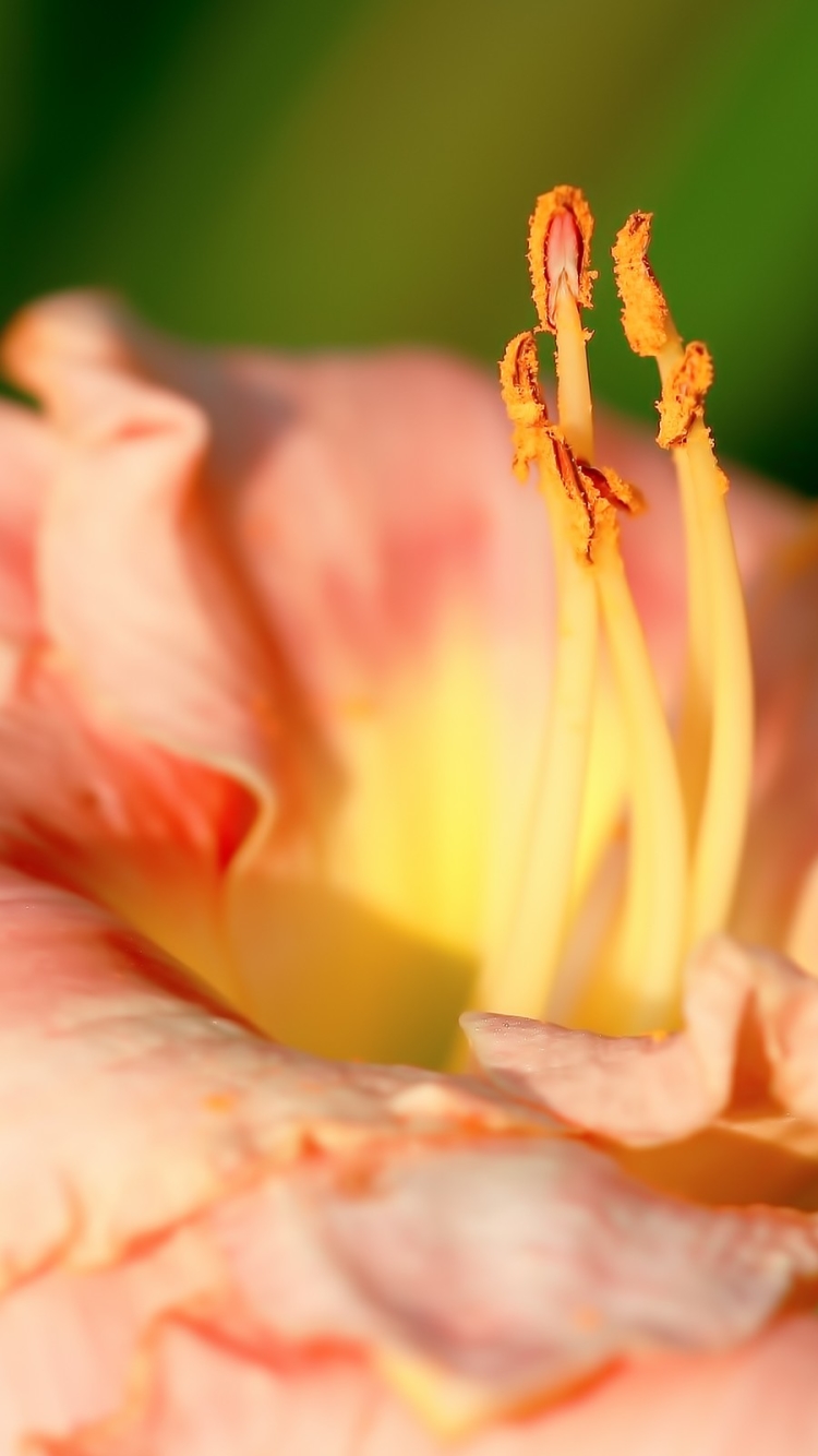 Descarga gratuita de fondo de pantalla para móvil de Flores, Flor, Tierra/naturaleza.