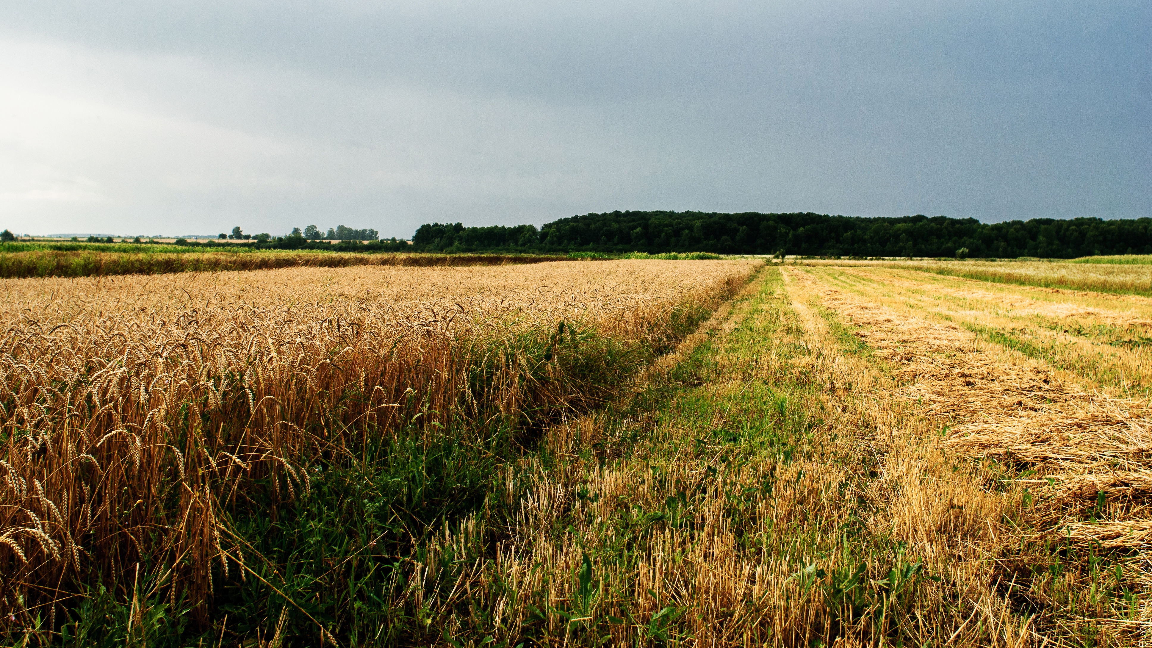 ukraine, nature, field, agriculture
