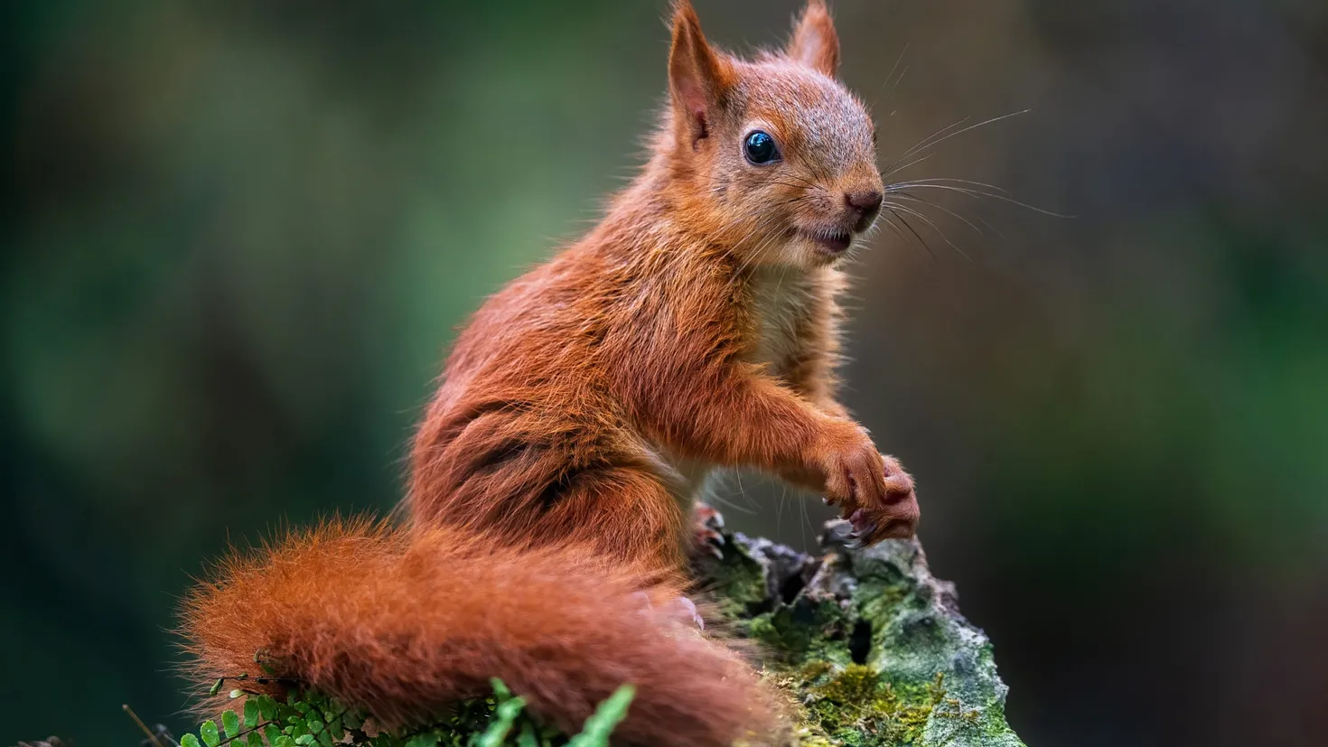 Papel de parede HD para desktop: Animais, Esquilo, Roedor baixar imagem ...