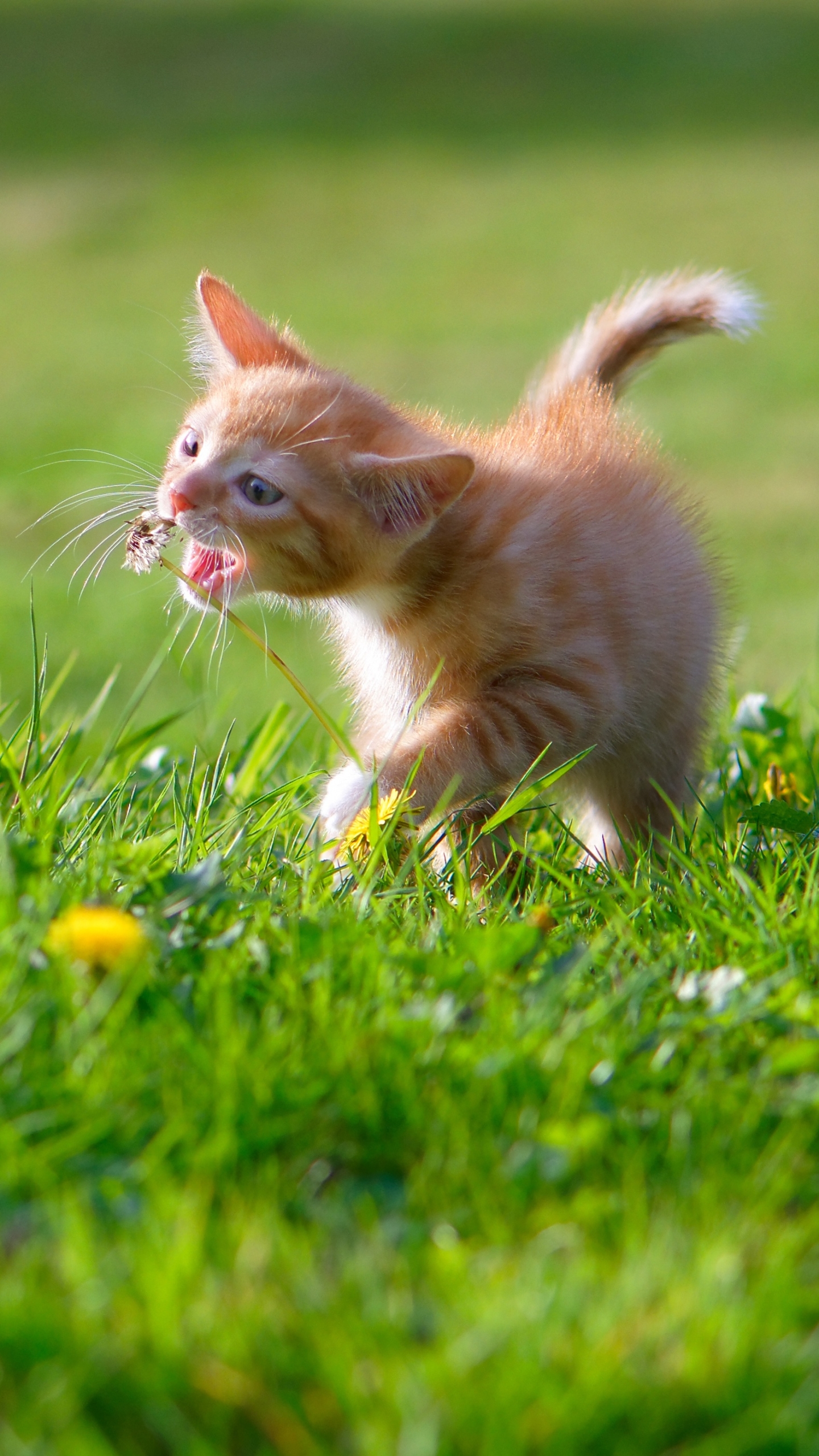 Laden Sie das Tiere, Katzen, Sommer, Katze, Kätzchen, Gras, Tierbaby-Bild kostenlos auf Ihren PC-Desktop herunter