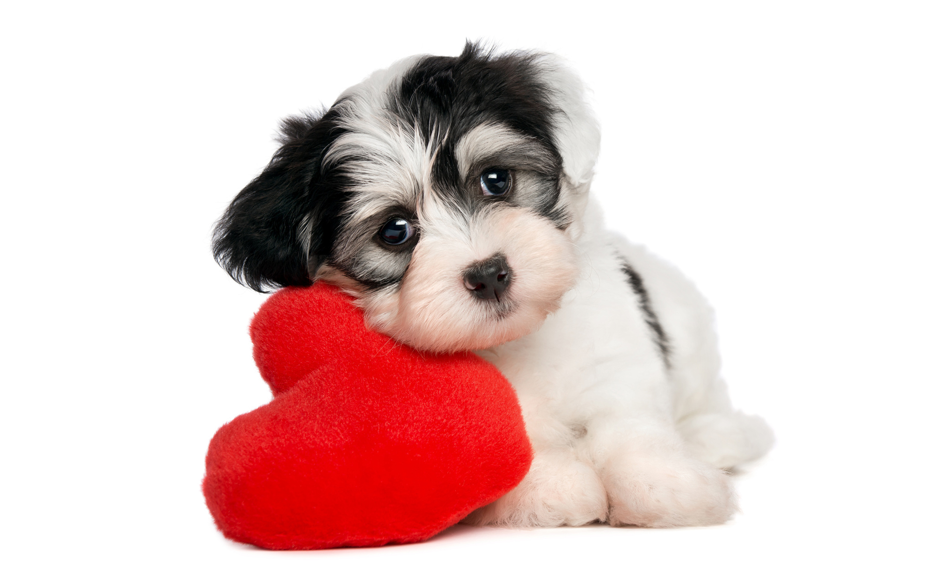 301099 baixar papel de parede cão, cães, animais, coração, fofo, filhote - protetores de tela e imagens gratuitamente