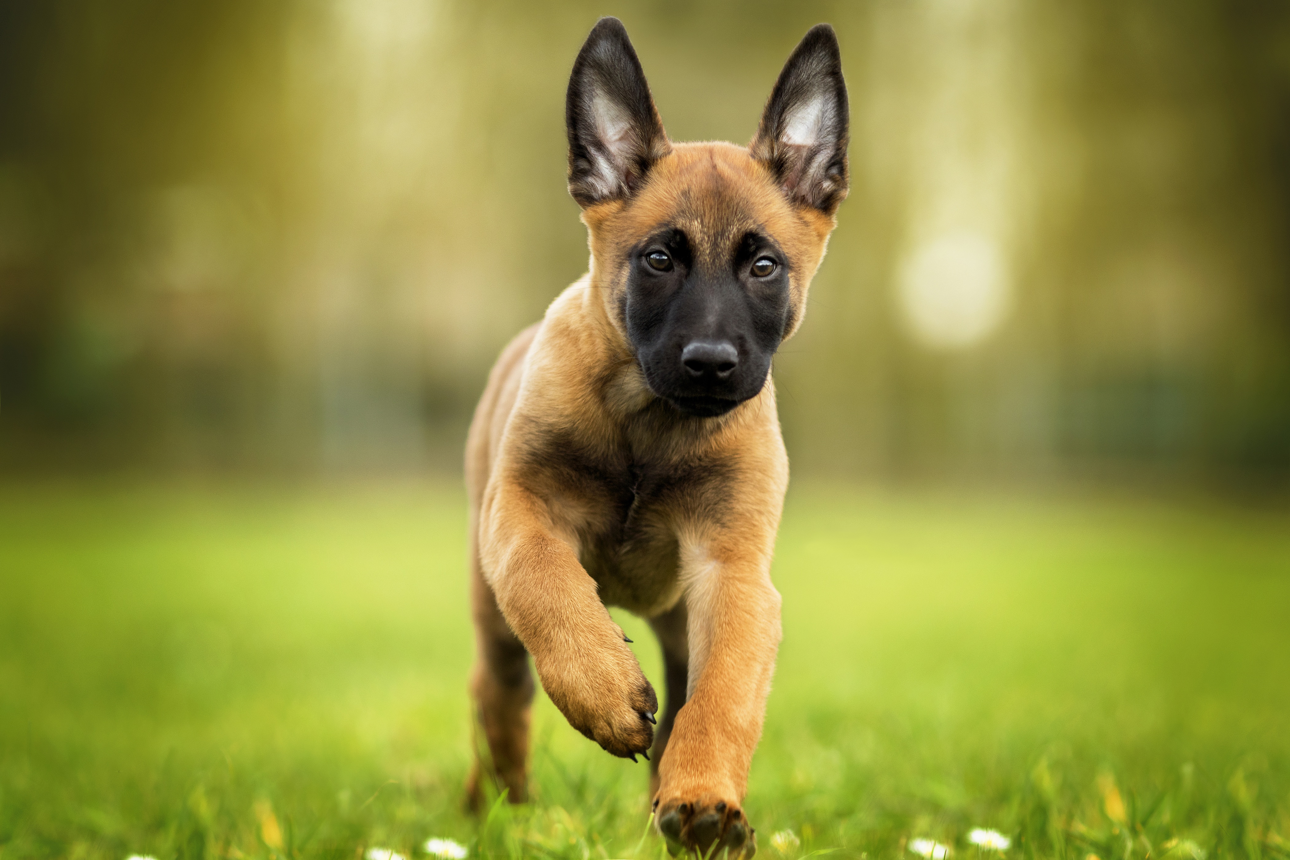 Die besten Belgischer Schäferhund-Hintergründe für den Telefonbildschirm