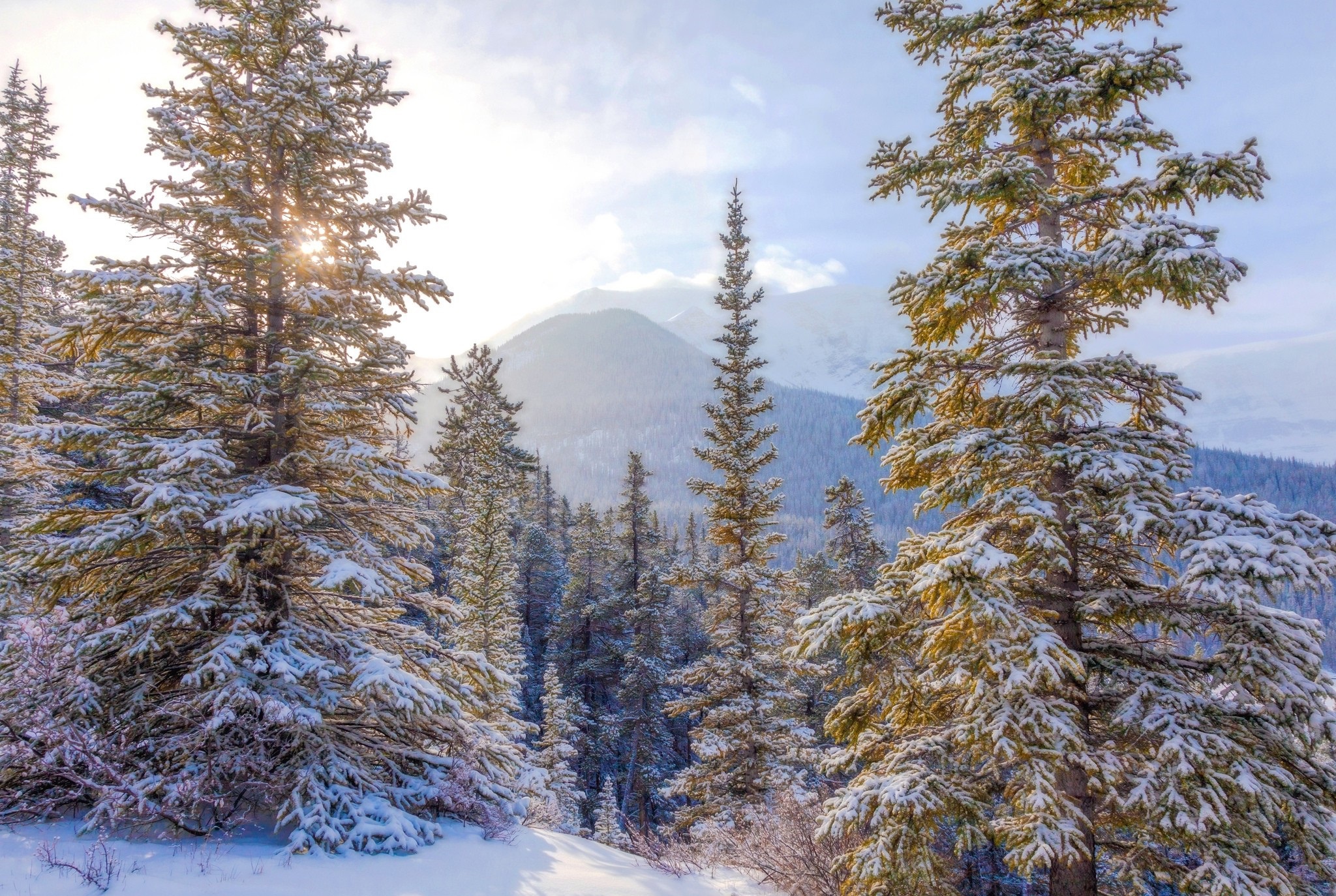 PCデスクトップに冬, 雪, モミの木, 地球画像を無料でダウンロード