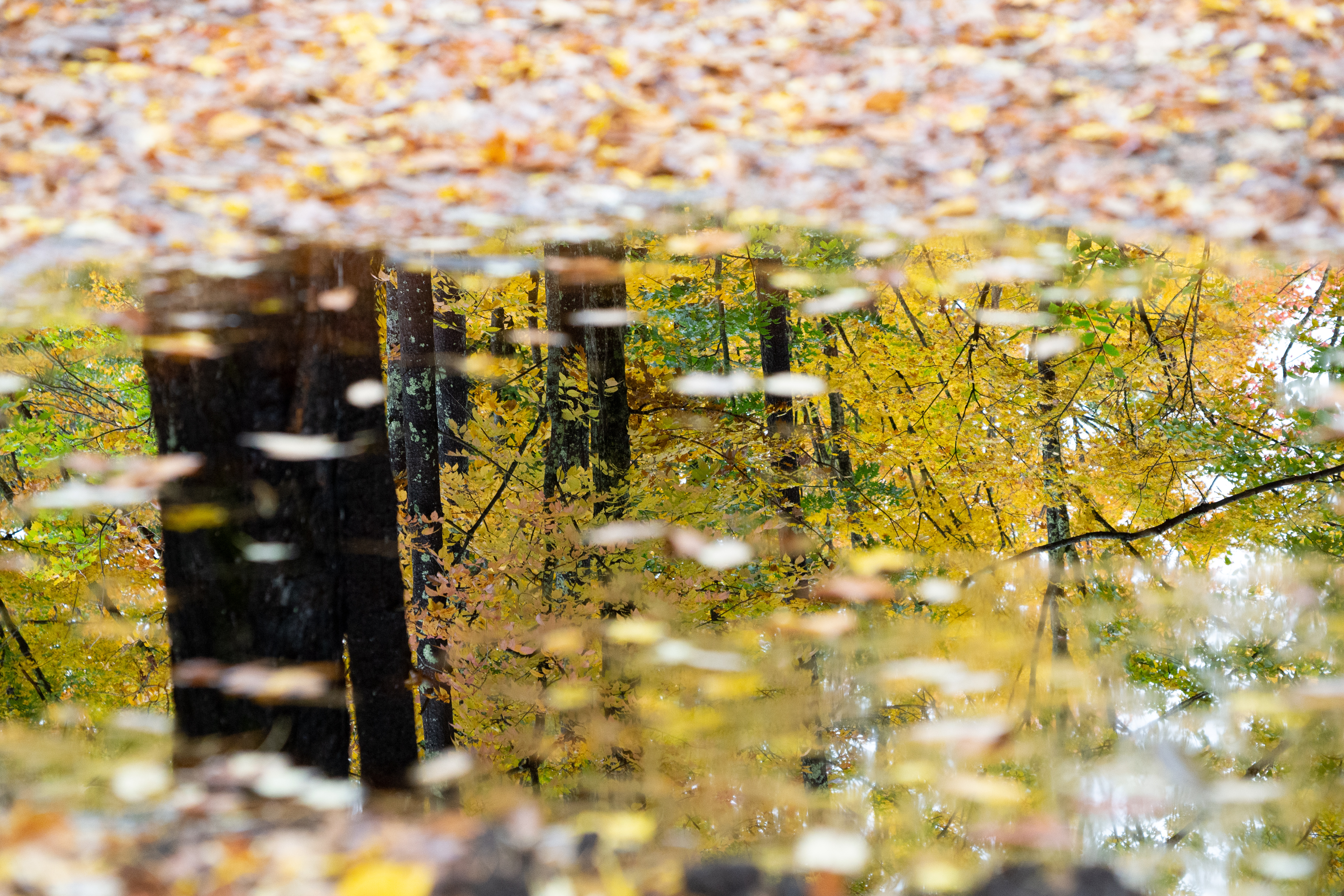 Download mobile wallpaper Reflection, Puddle, Trees, Autumn, Nature for free.
