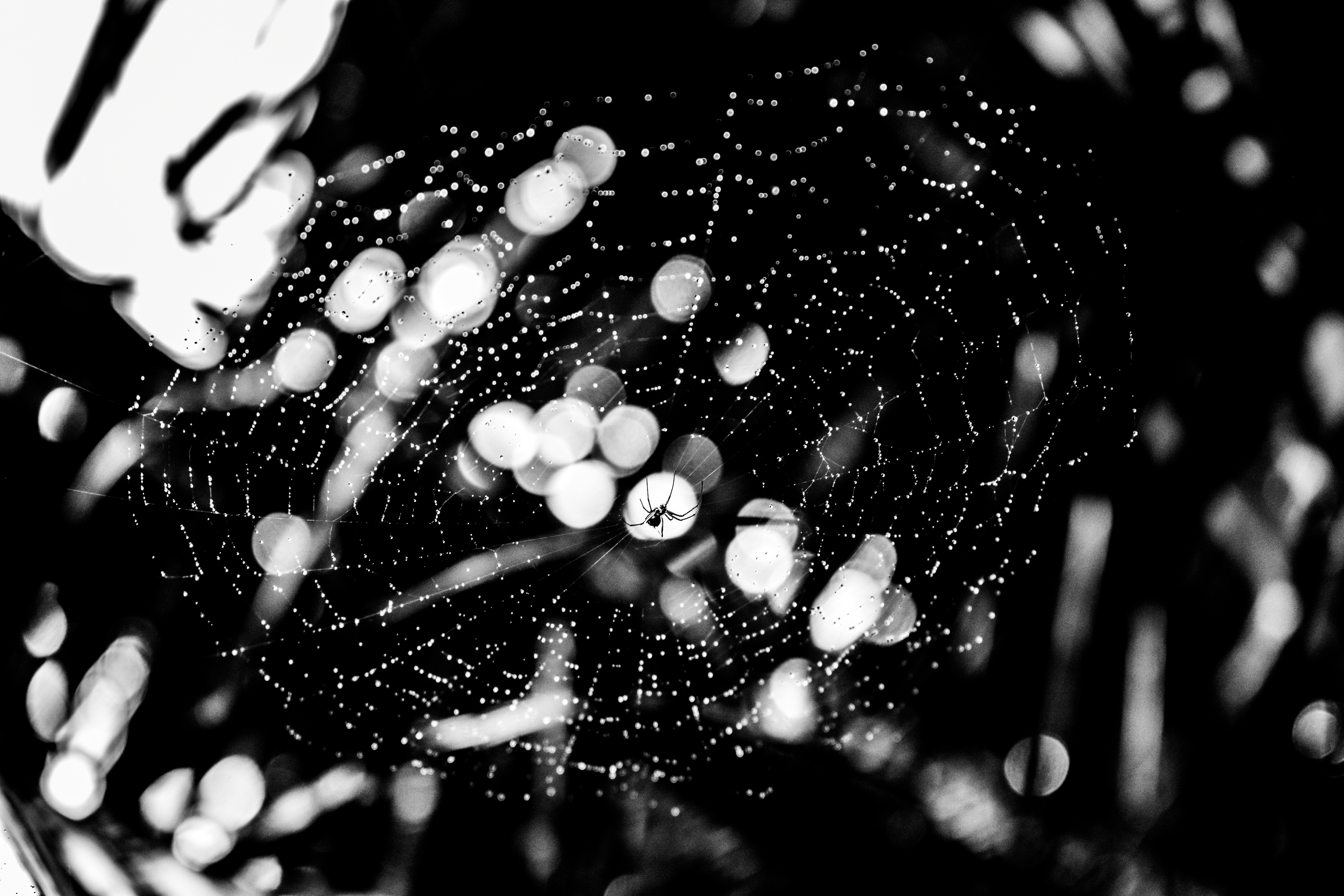 Download mobile wallpaper Glare, Spider, Macro, Chb, Web, Drops, Bw for free.