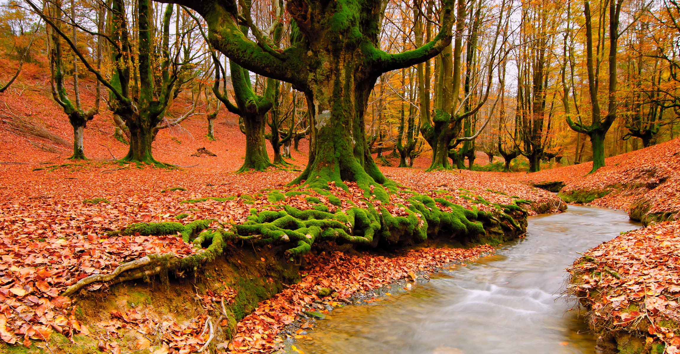 nature, earth, fall, leaf, river, season