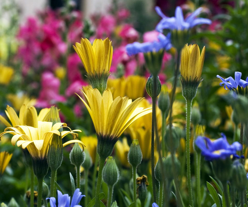 Скачать картинку Цветок, Сад, Колорадо, Земля/природа, Флауэрсы в телефон бесплатно.