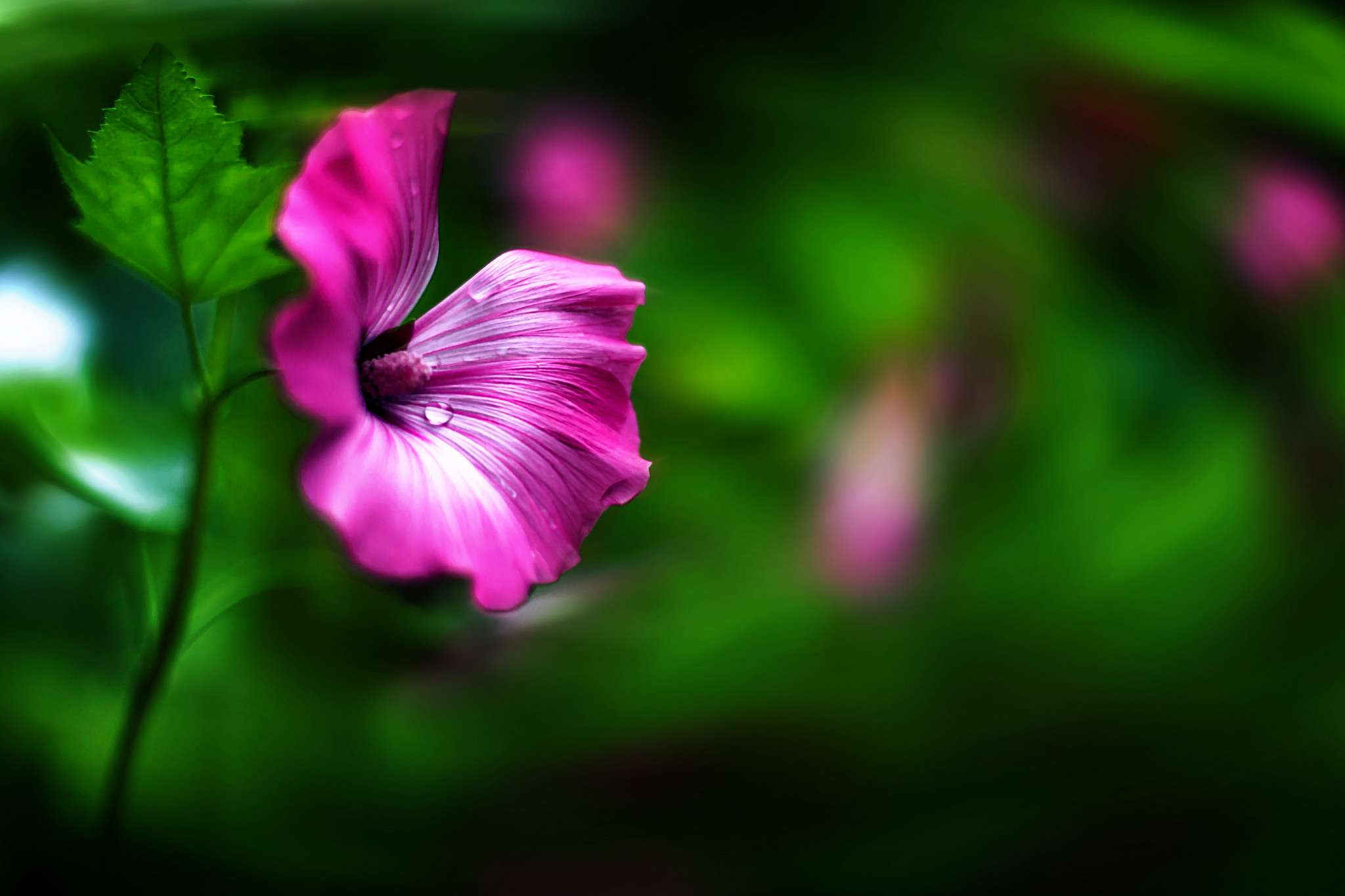 Download mobile wallpaper Nature, Flowers, Flower, Blur, Earth, Pink Flower for free.