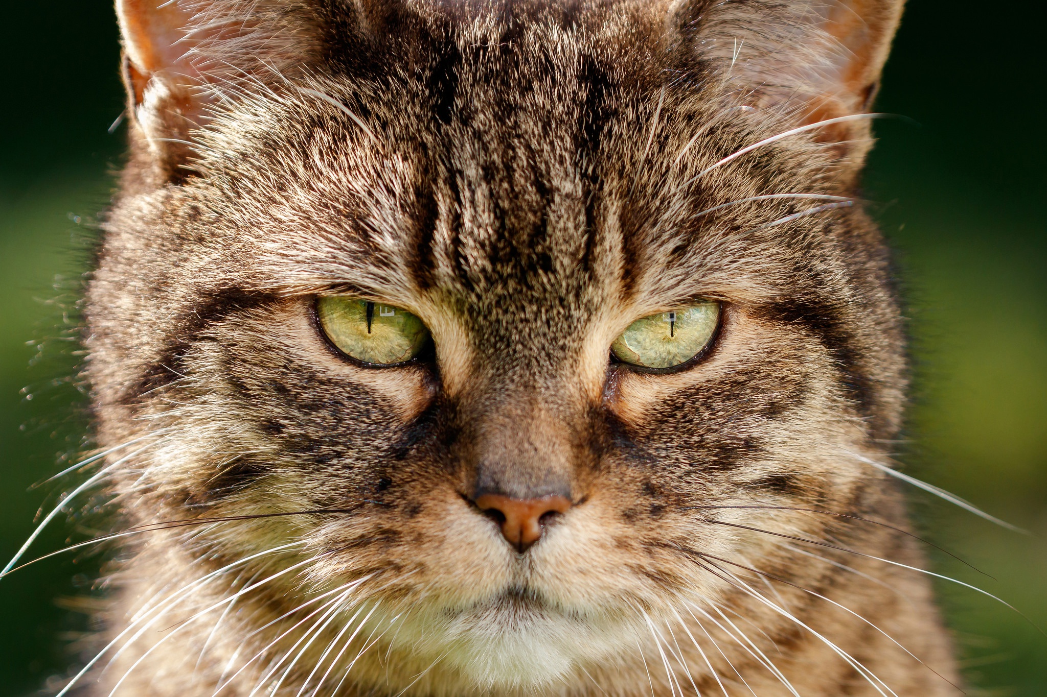 Baixe gratuitamente a imagem Animais, Gatos, Gato, Olhar Fixamente na área de trabalho do seu PC