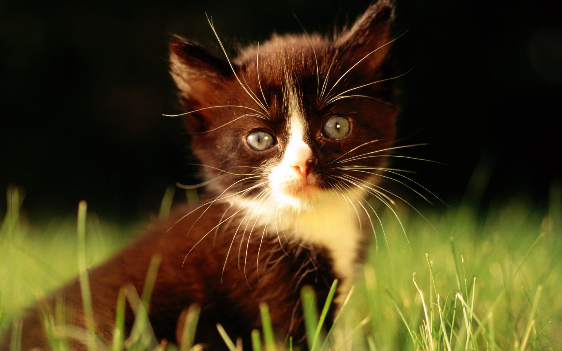 Baixe gratuitamente a imagem Animais, Gatos, Gato na área de trabalho do seu PC