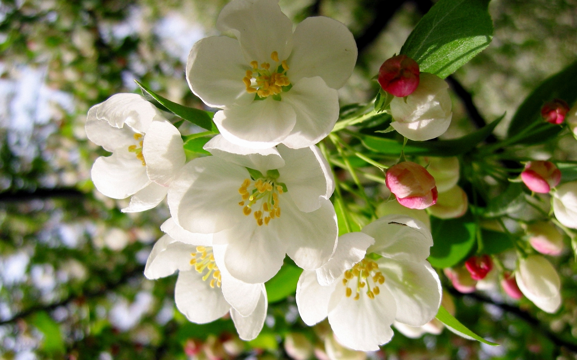 Descarga gratis la imagen Naturaleza, Flores, Flor, De Cerca, Florecer, Flor Blanca, Tierra/naturaleza en el escritorio de tu PC
