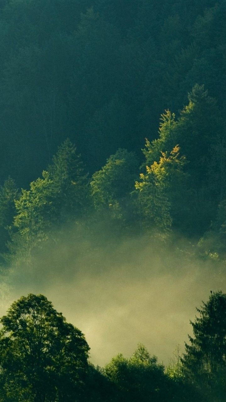 Handy-Wallpaper Wald, Nebel, Erde, Erde/natur kostenlos herunterladen.