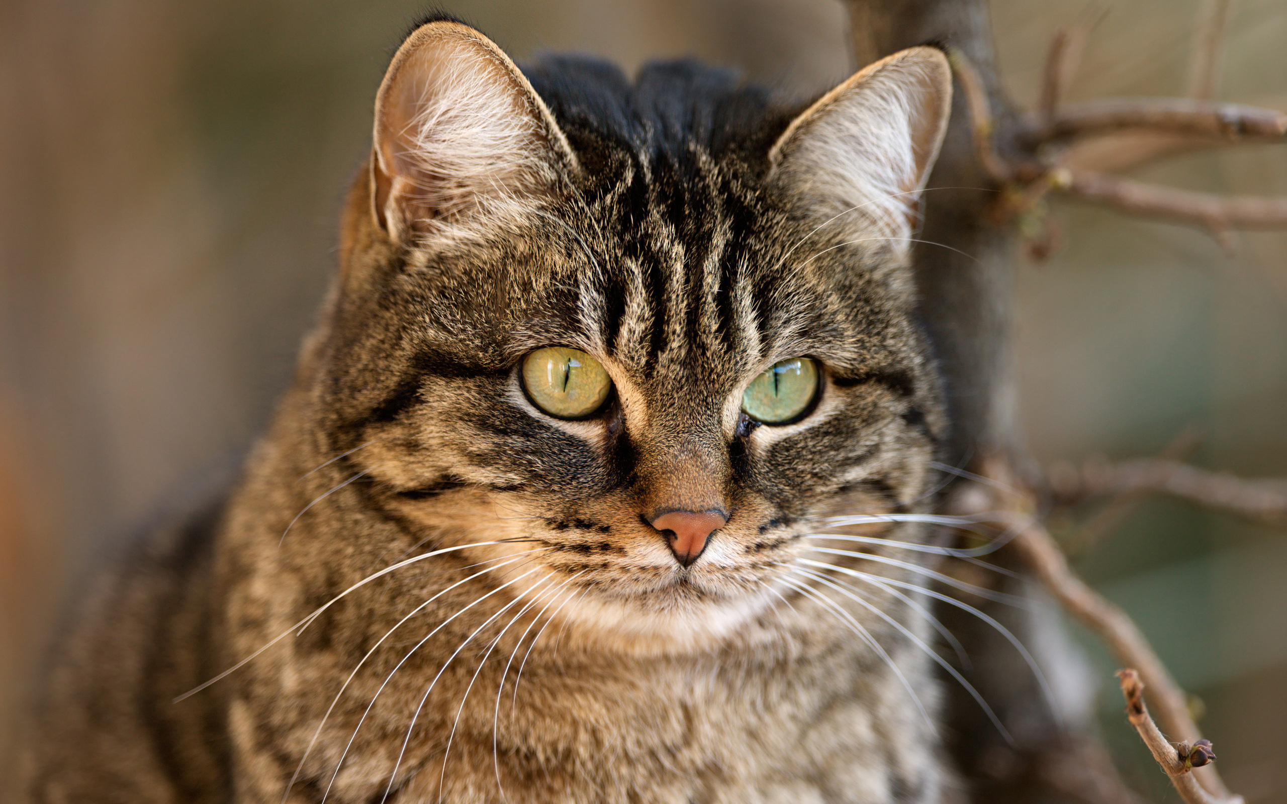 204329 Protetores de tela e papéis de parede Gatos em seu telefone. Baixe  fotos gratuitamente