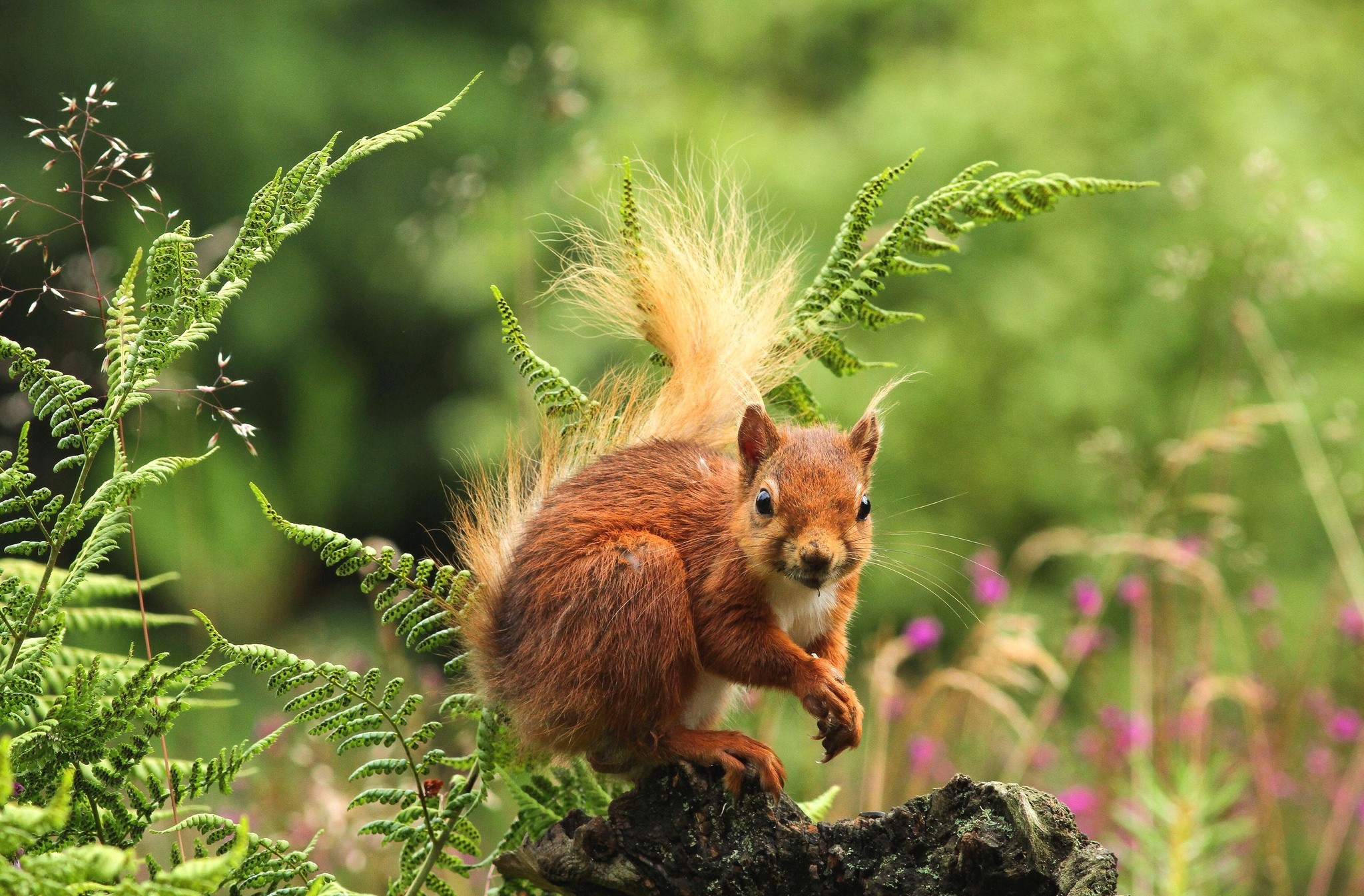 Download mobile wallpaper Funny, Squirrel, Animal for free.