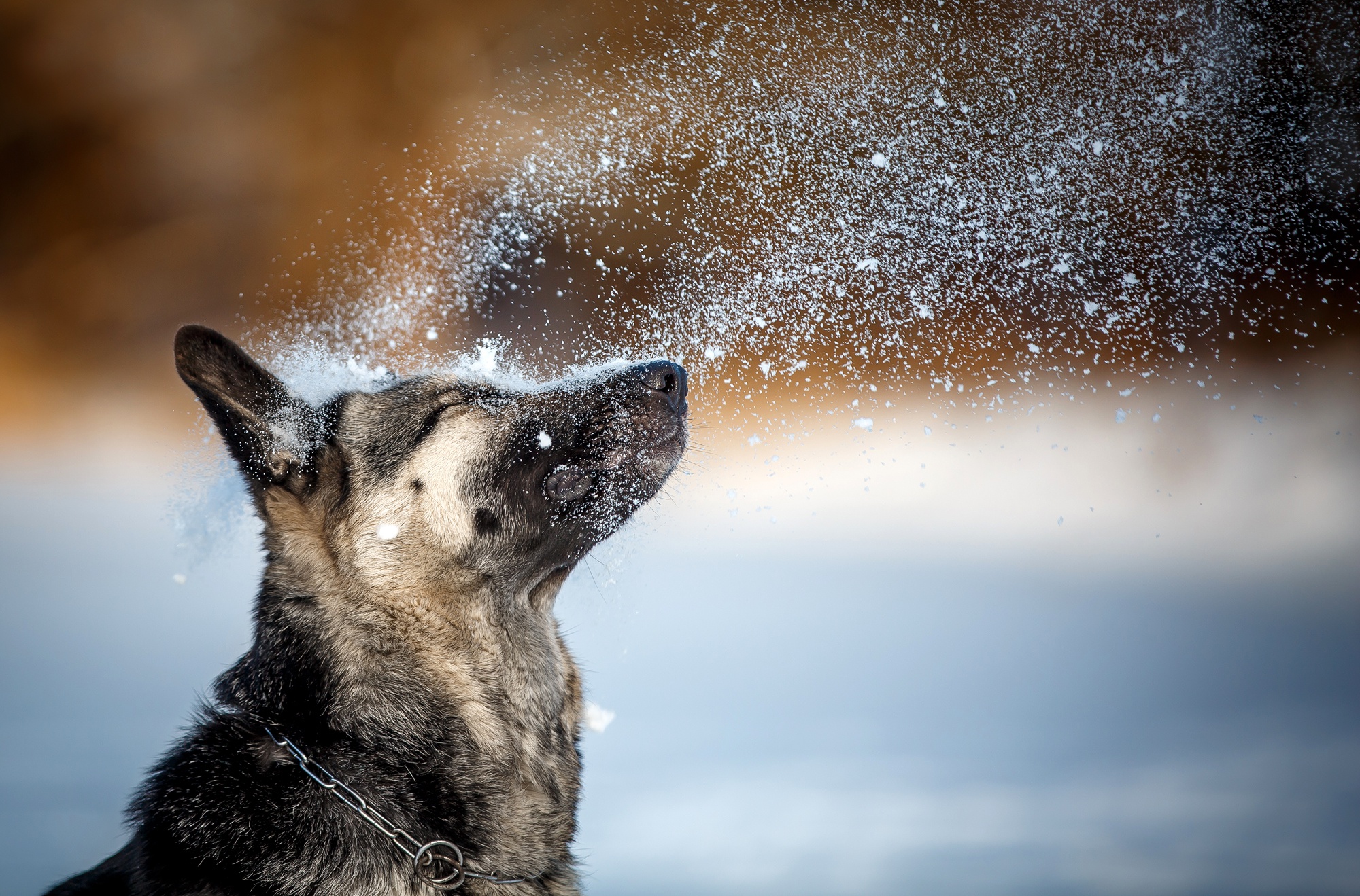Download mobile wallpaper Dogs, Snow, Dog, Animal, Depth Of Field for free.