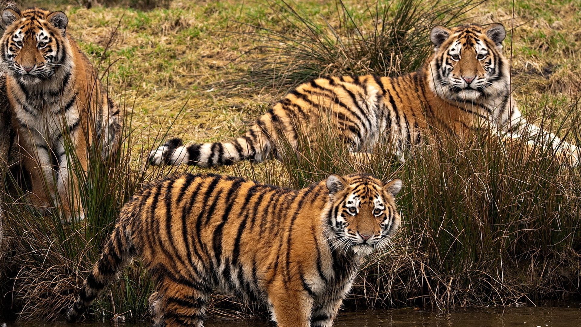 148258 скачать обои тигры, прогулка, три, животные, трава, хищники - заставки и картинки бесплатно