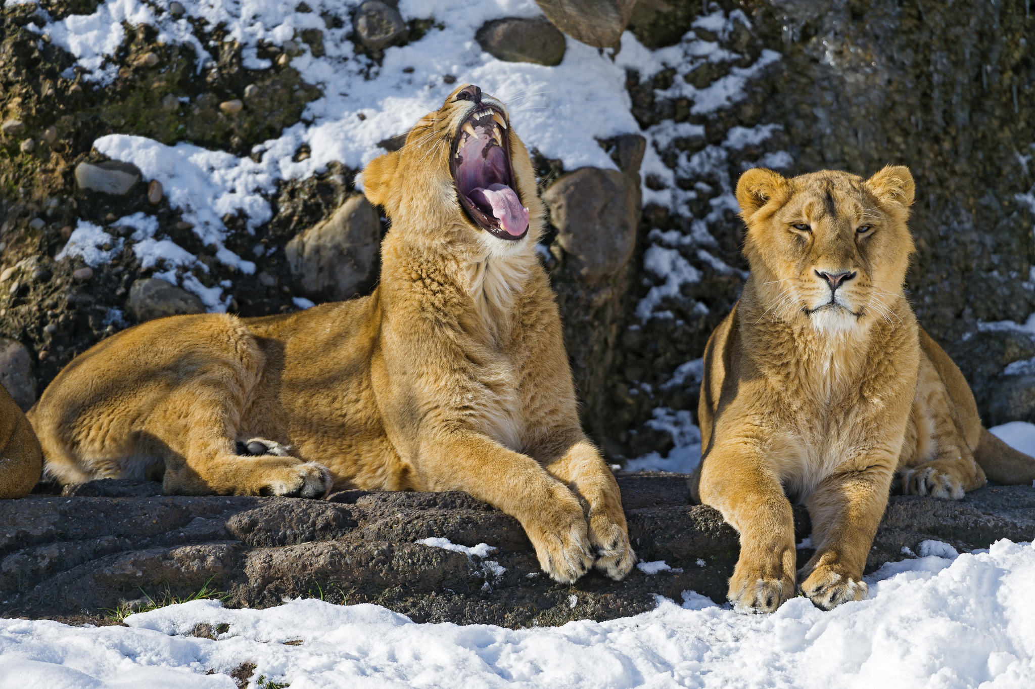 Téléchargez gratuitement l'image Animaux, Chats, Lion sur le bureau de votre PC