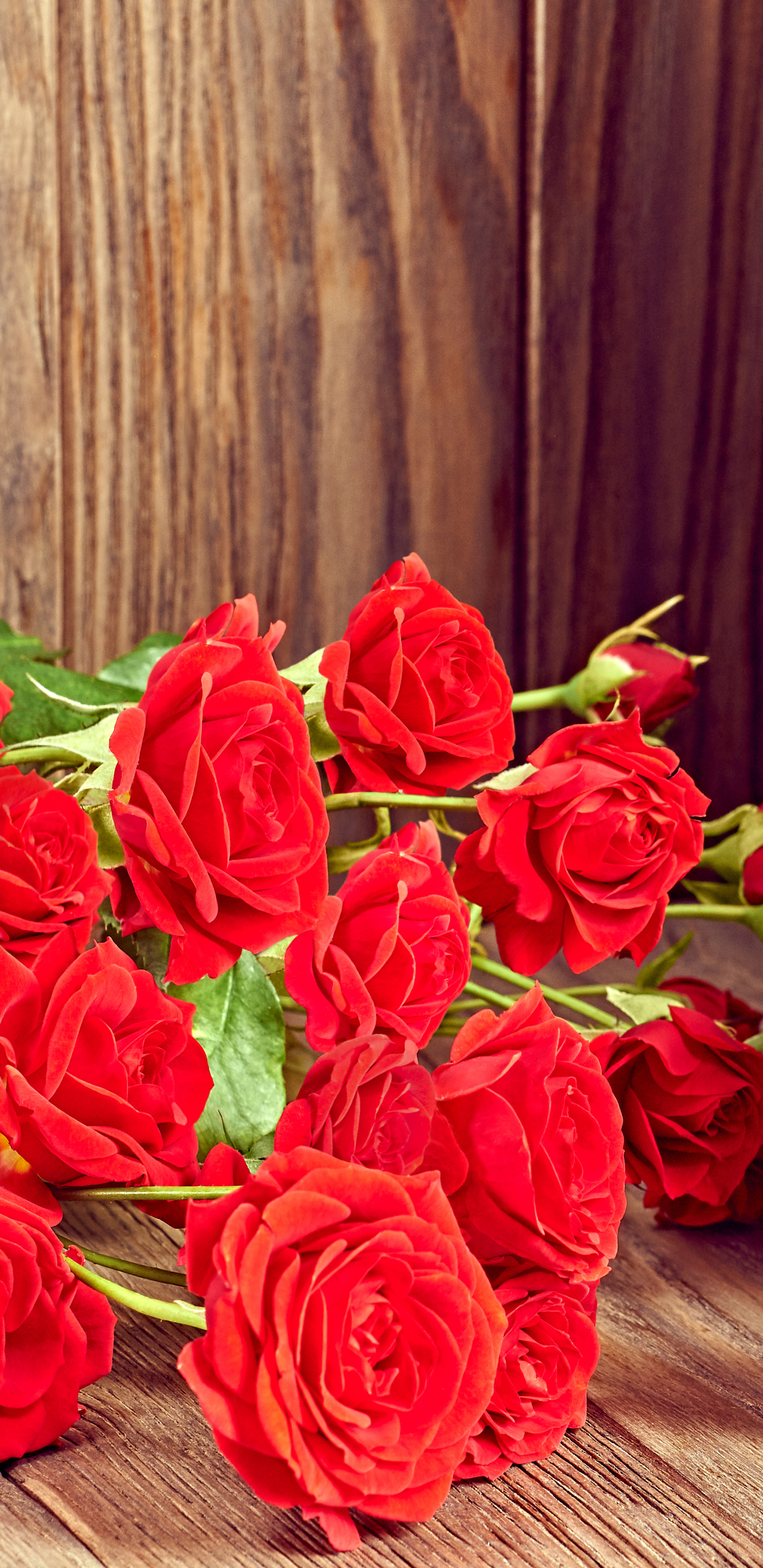 Download mobile wallpaper Valentine's Day, Love, Teddy Bear, Flower, Rose, Holiday, Red Rose for free.