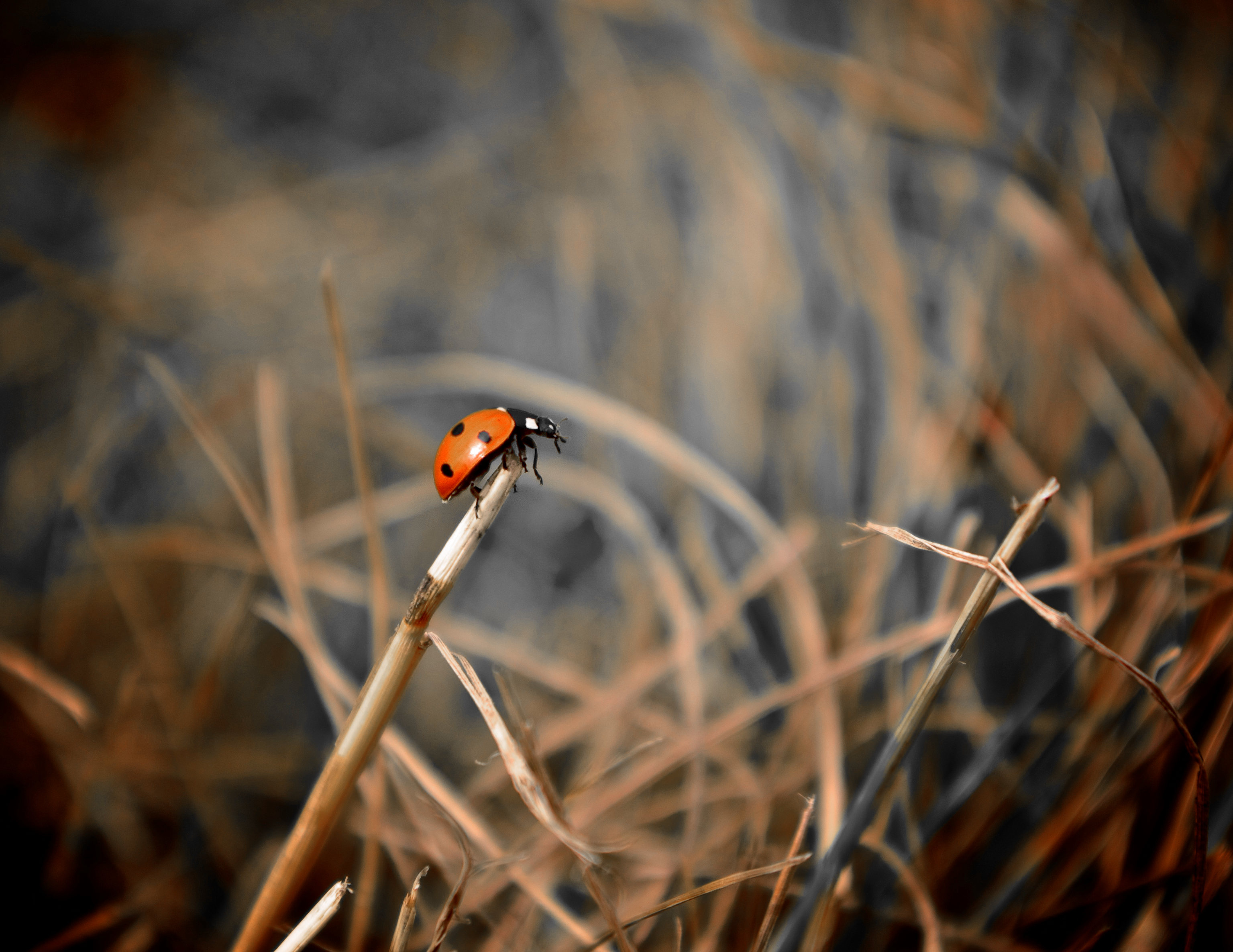 150184 Bild herunterladen grass, tiere, marienkäfer, makro, ladybird, fokus - Hintergrundbilder und Bildschirmschoner kostenlos
