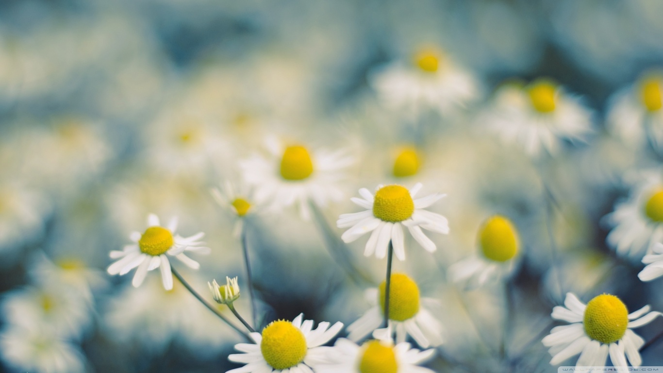 Téléchargez gratuitement l'image Fleurs, Fleur, Terre/nature sur le bureau de votre PC